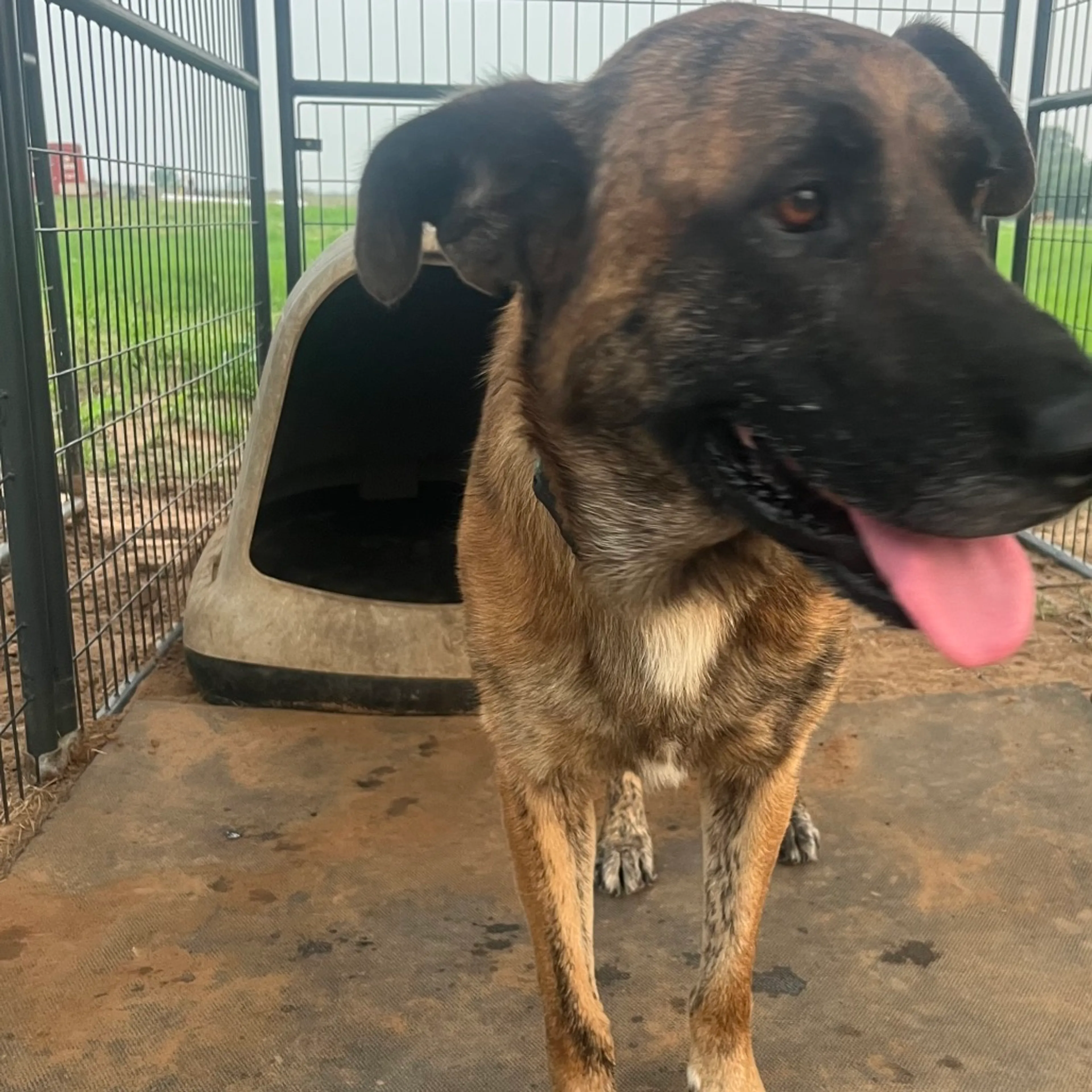Found pet-3