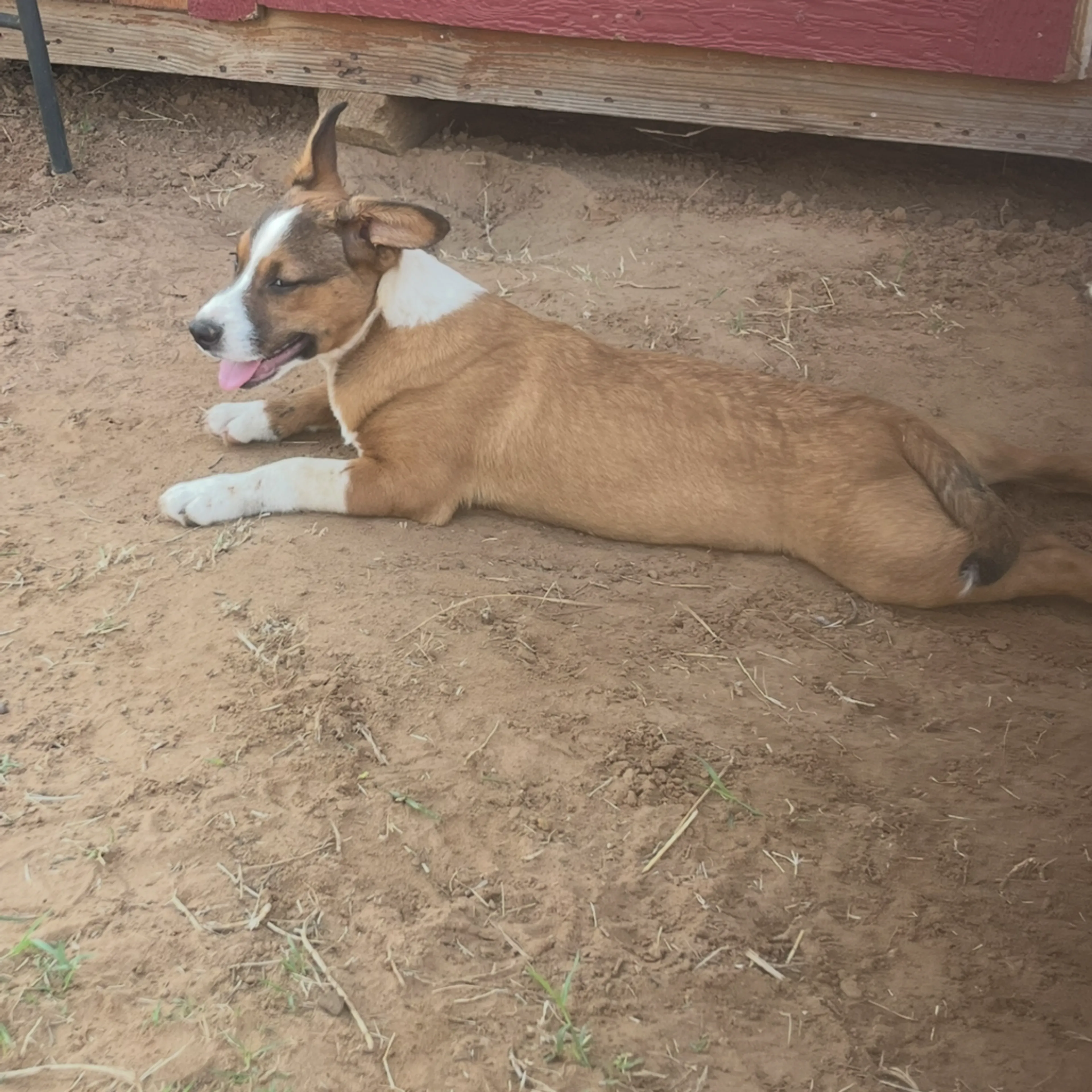 Found pet-4