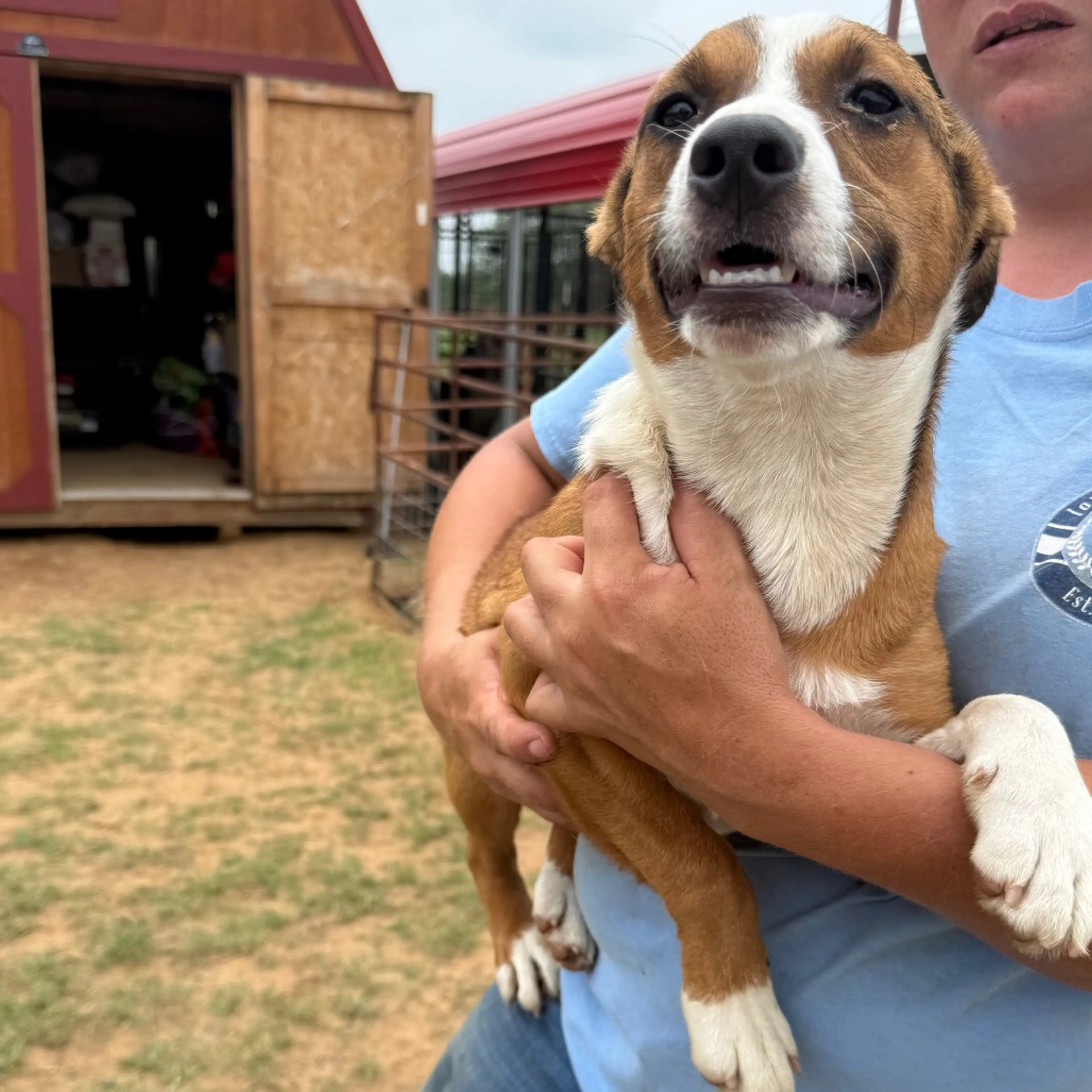 Found pet-1