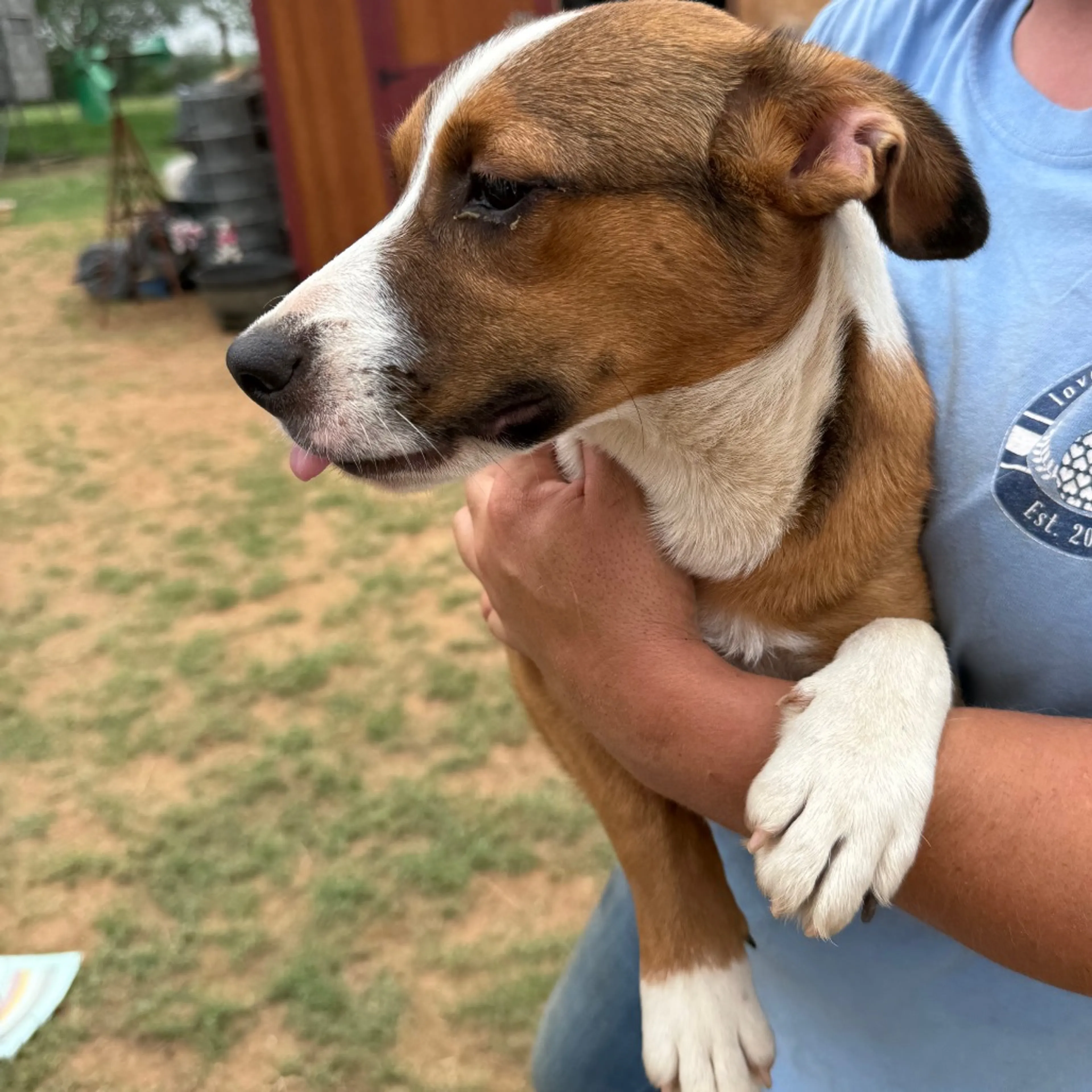Found pet-2