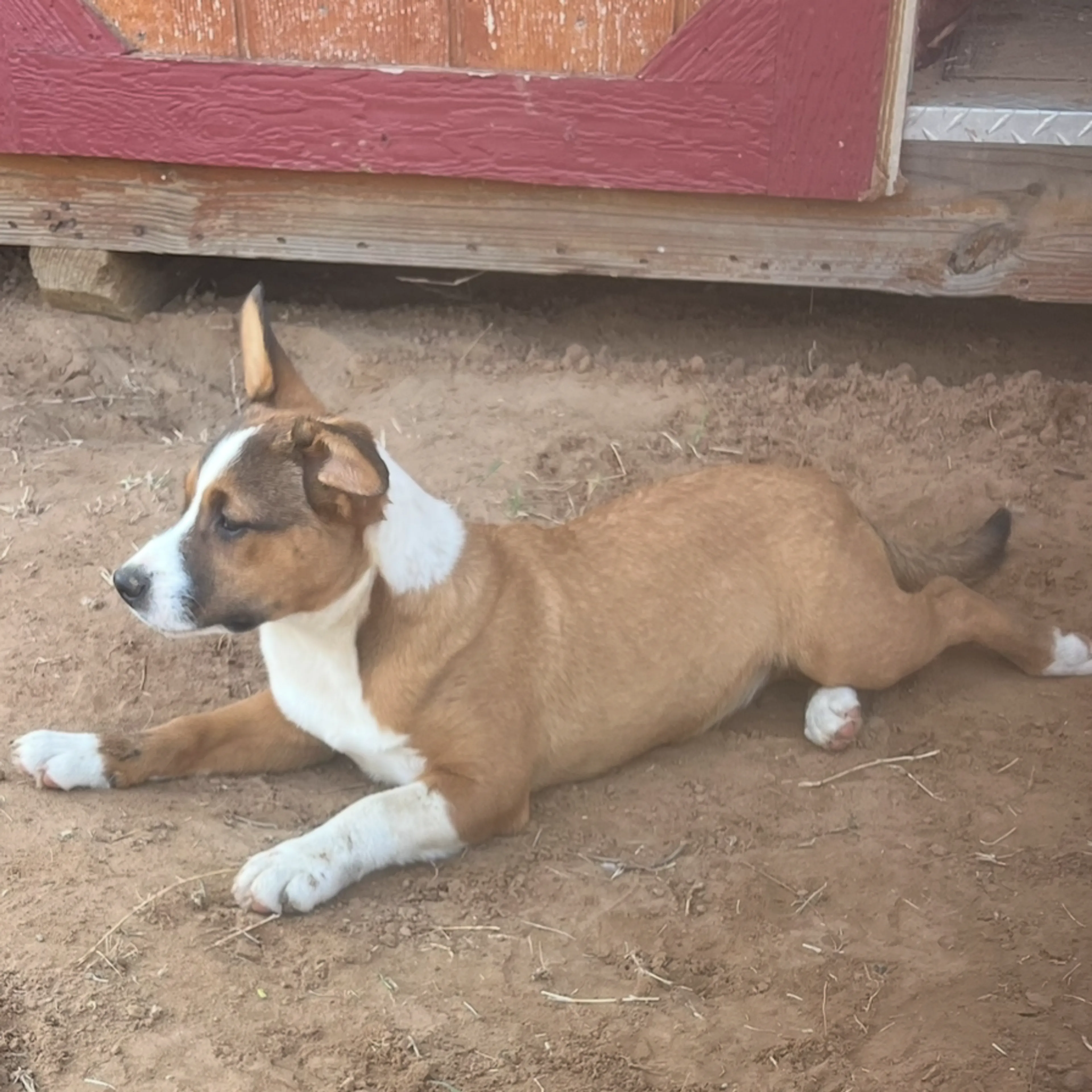 Found pet-5