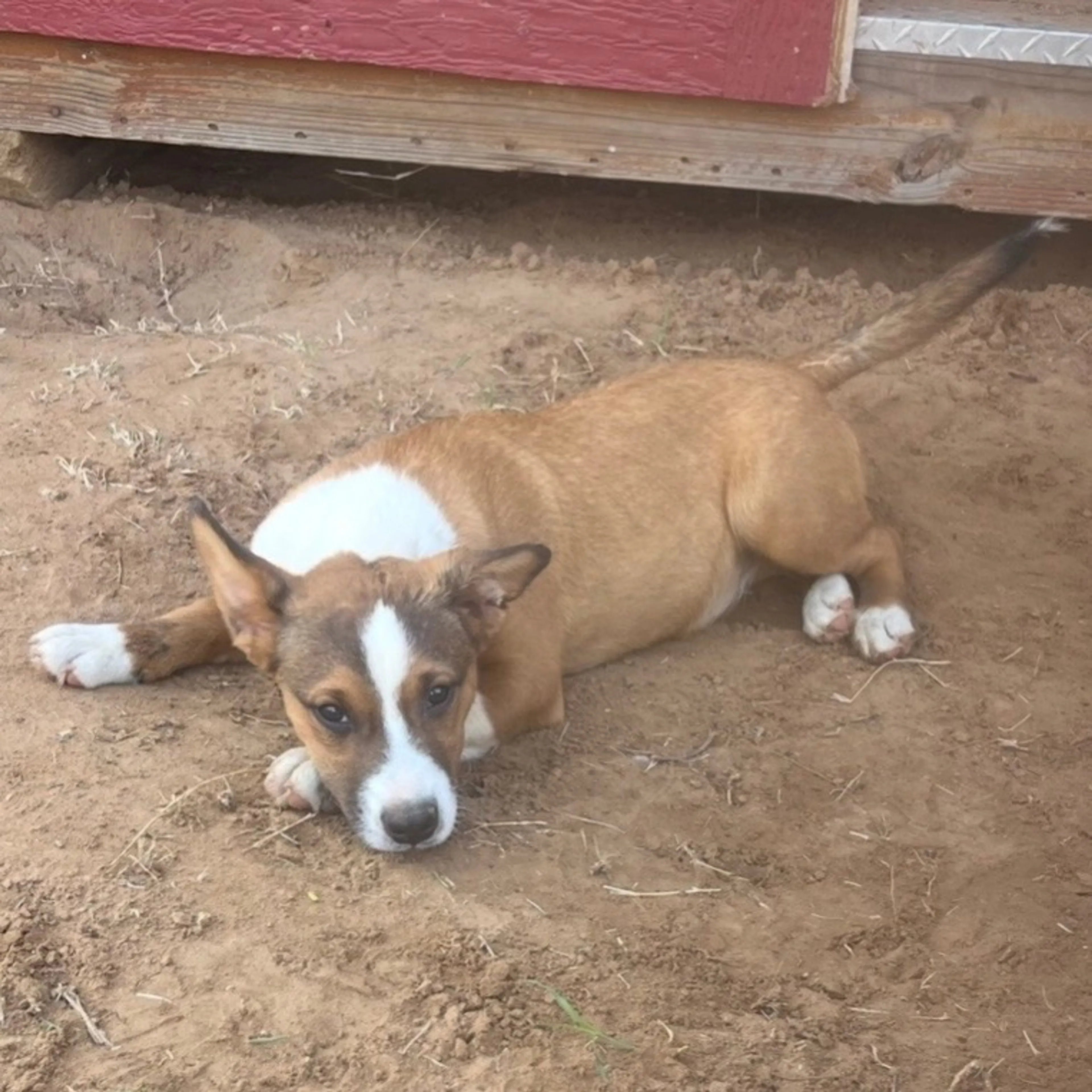 Found pet-3