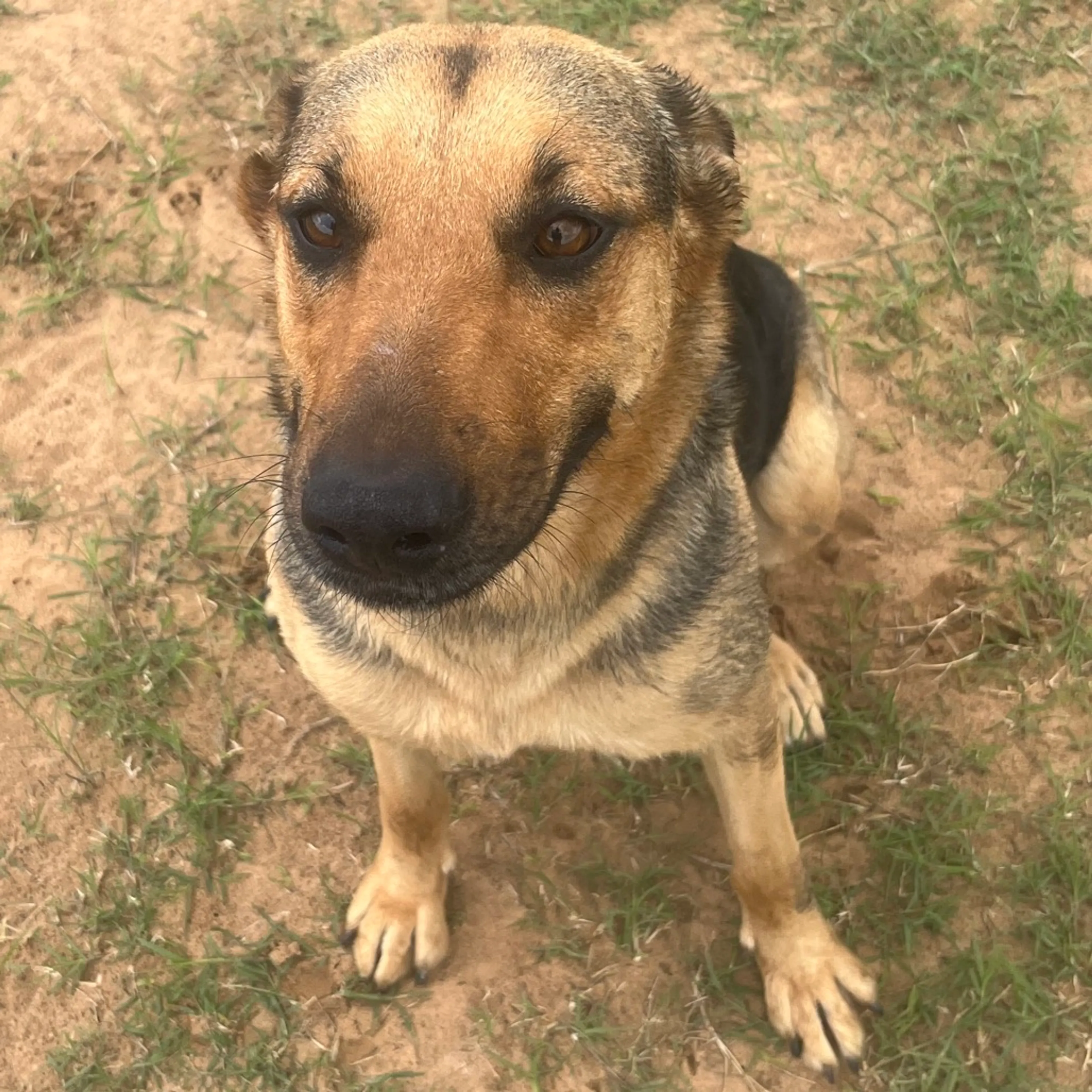 Found pet-3