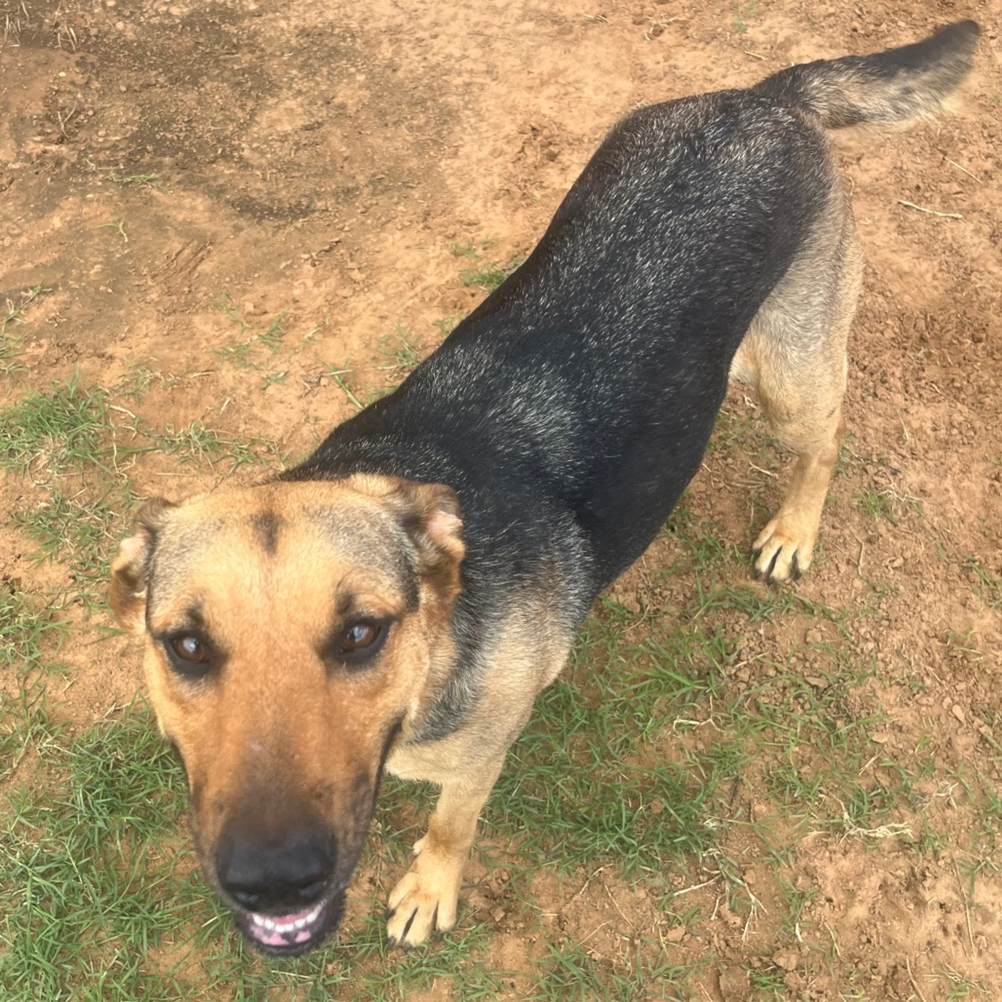 Found pet-4