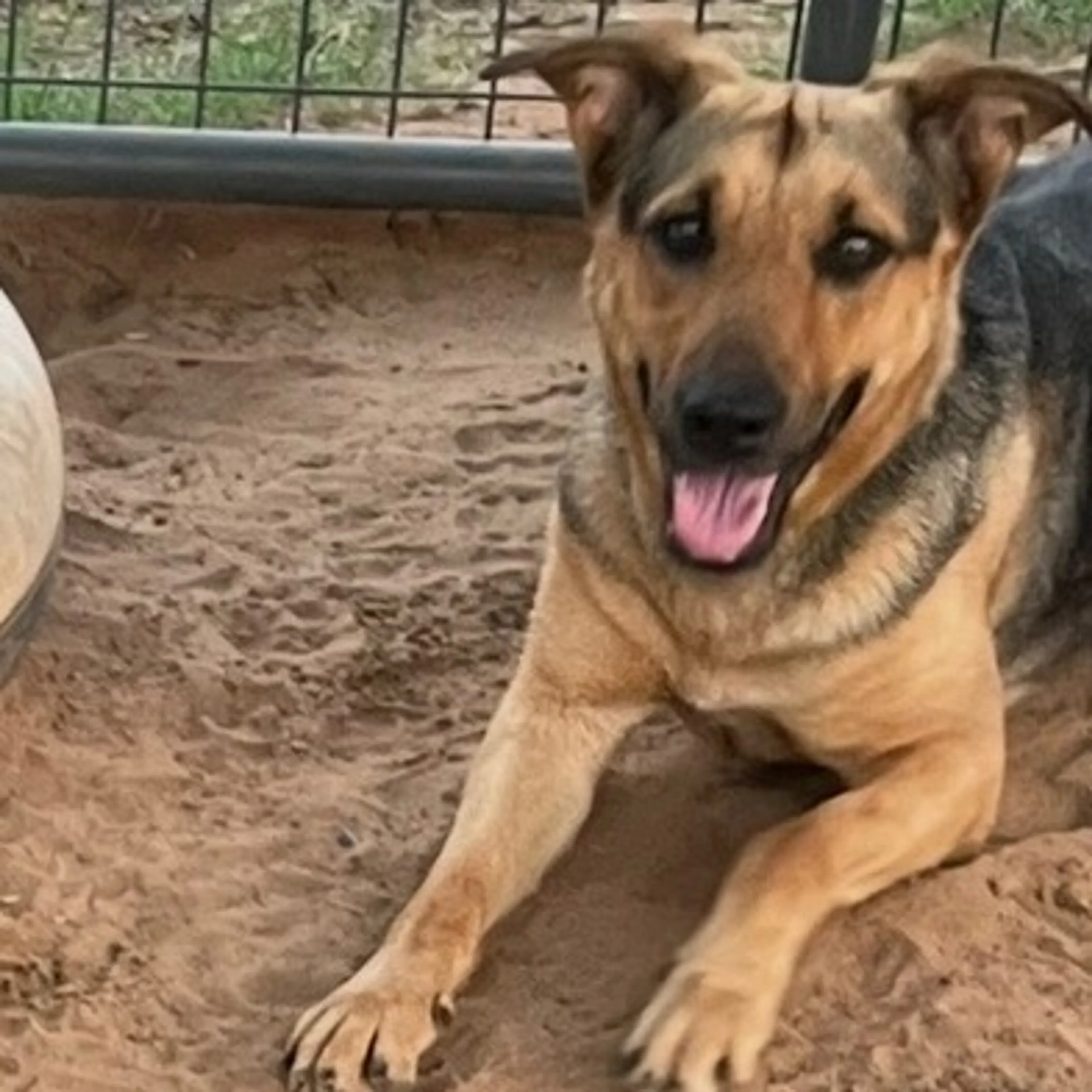 Found pet-2