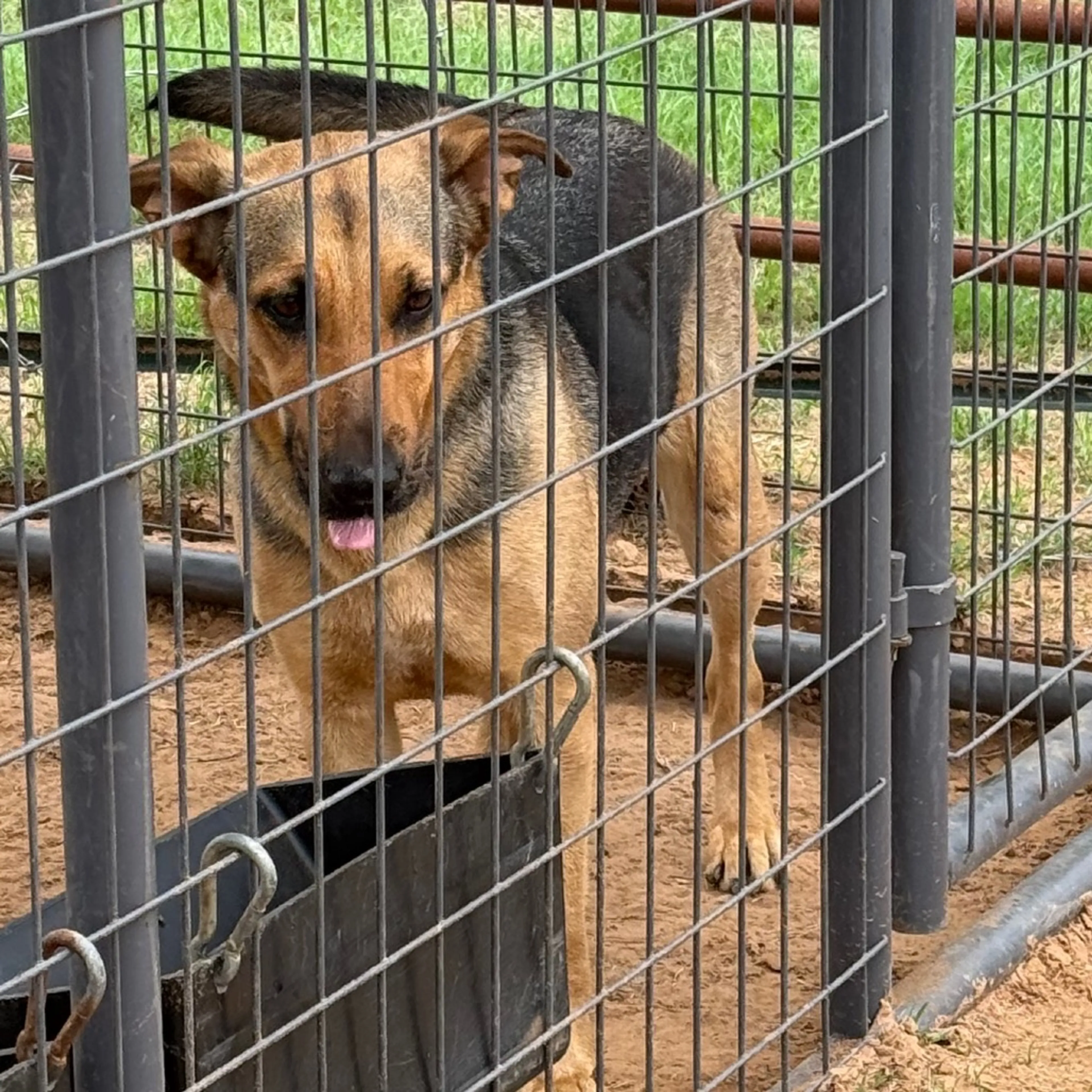 Found pet-1