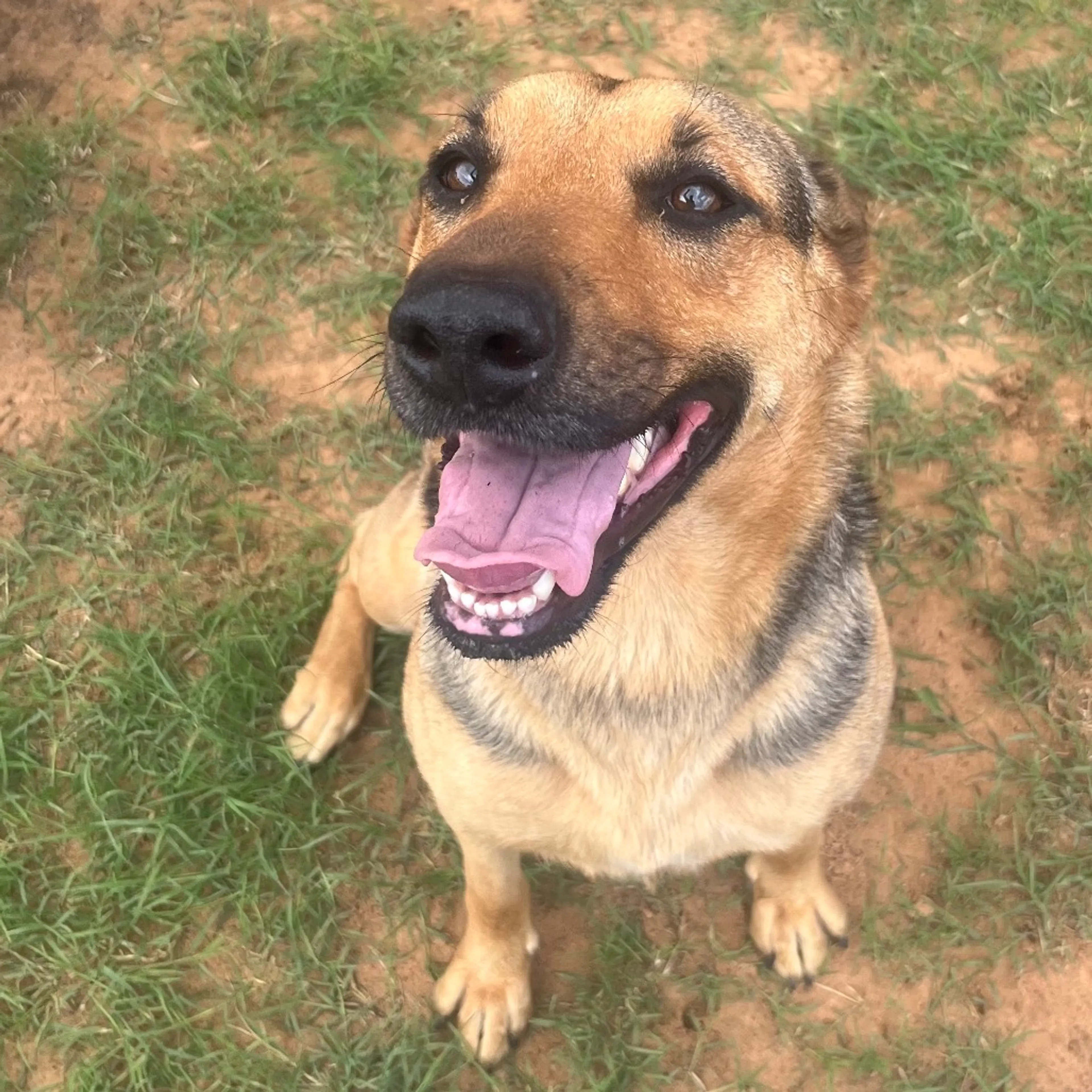 Found pet-5