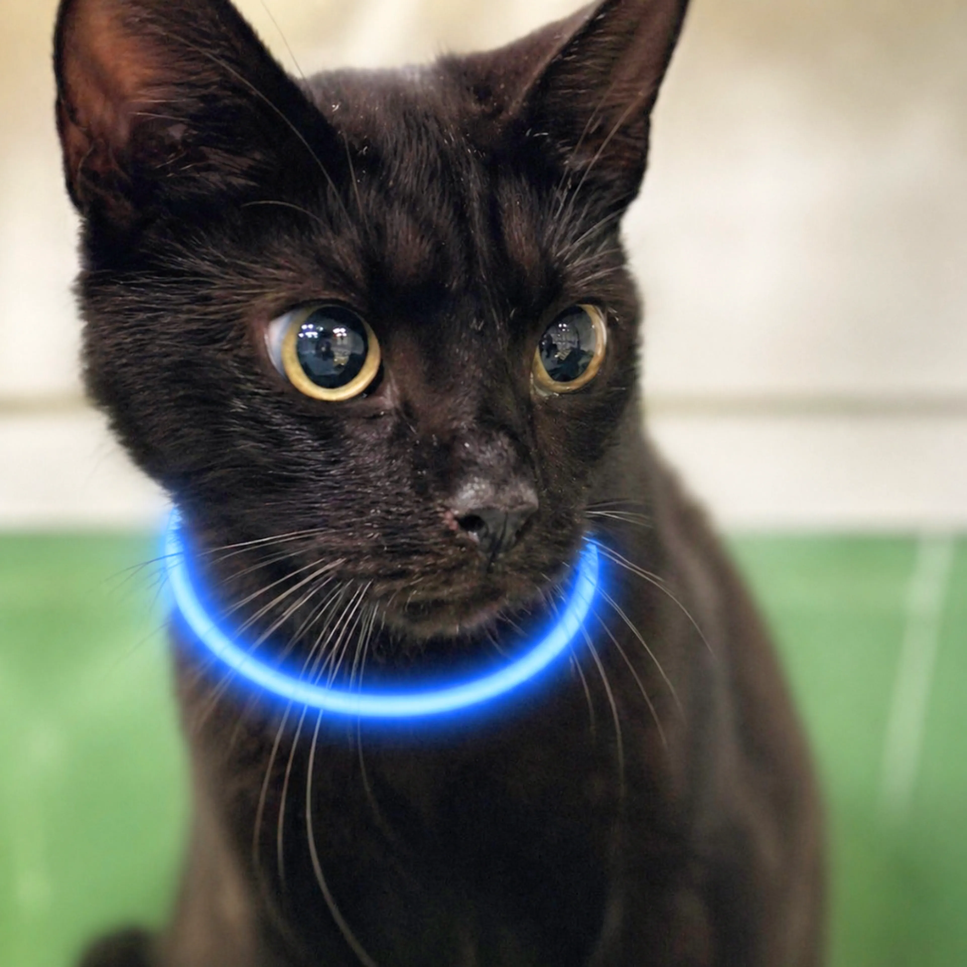 Found pet-0