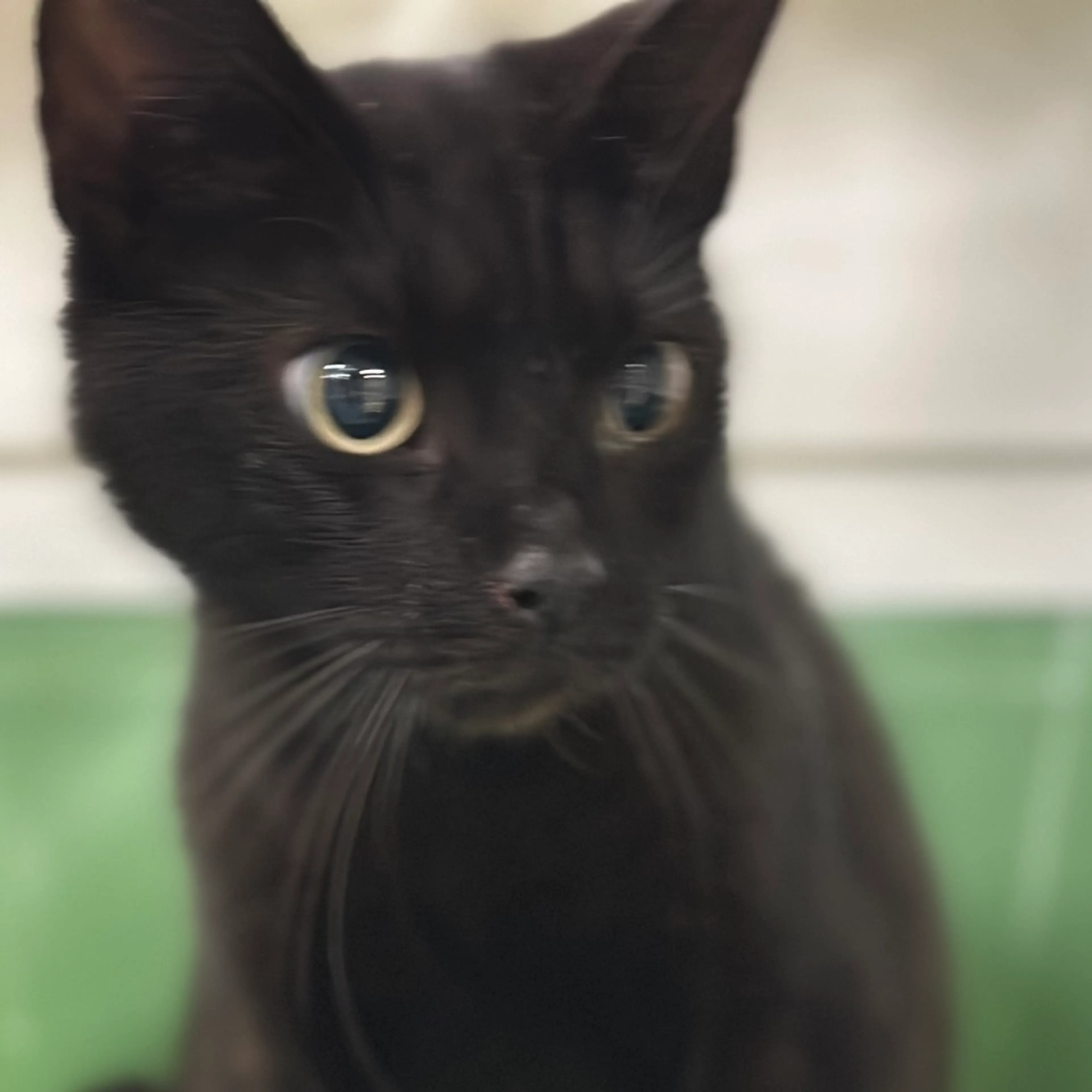 Found pet-1