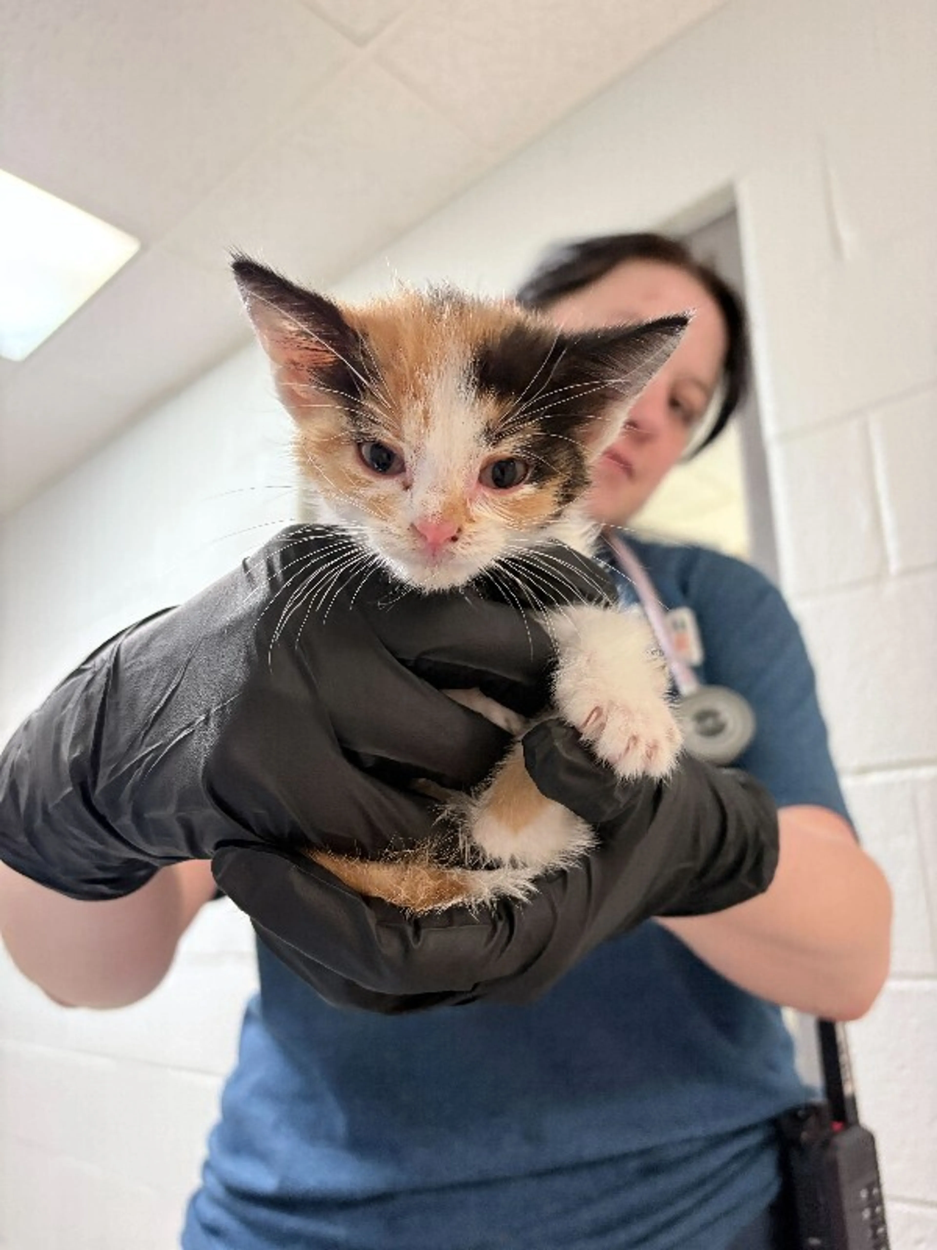 Found pet