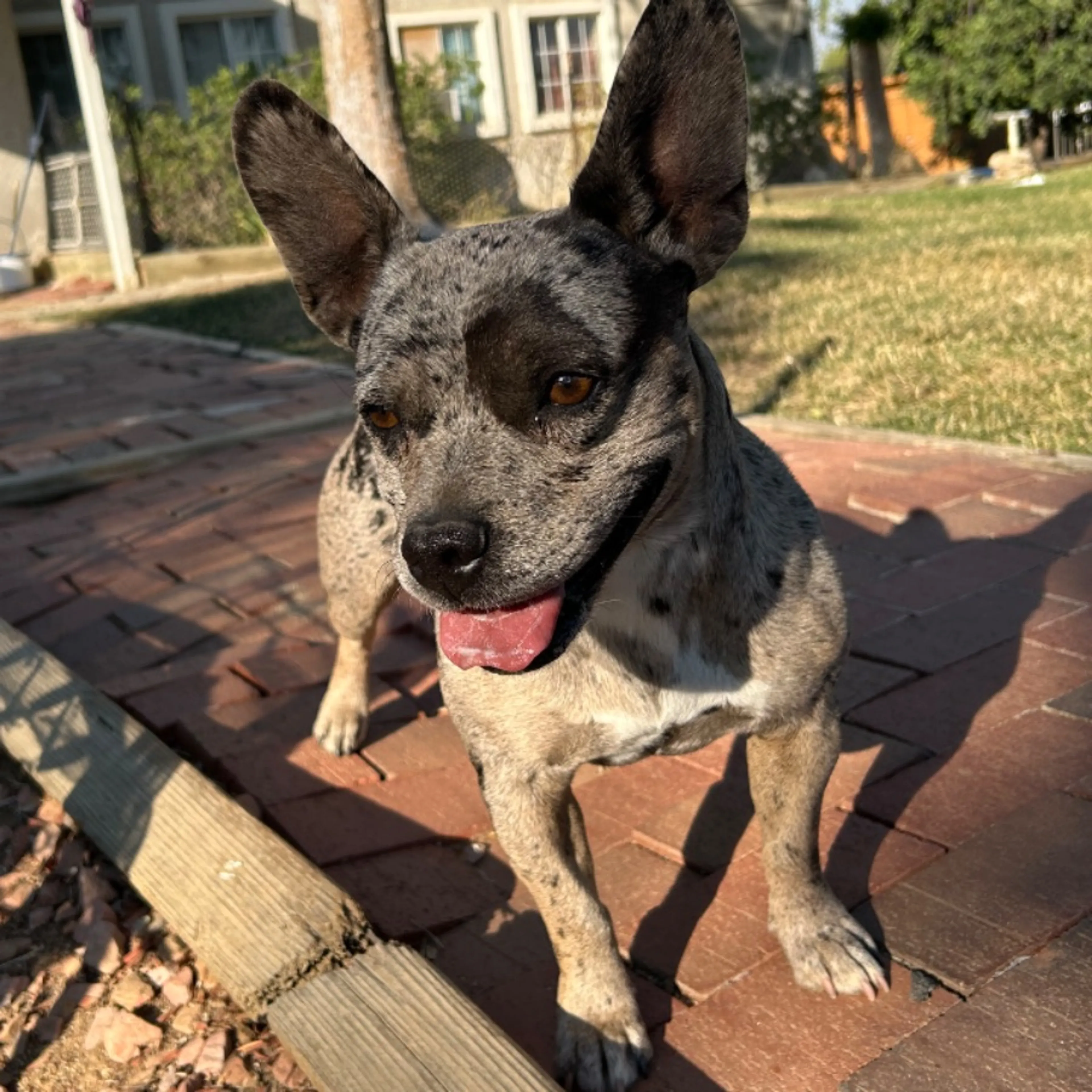 Lost pet