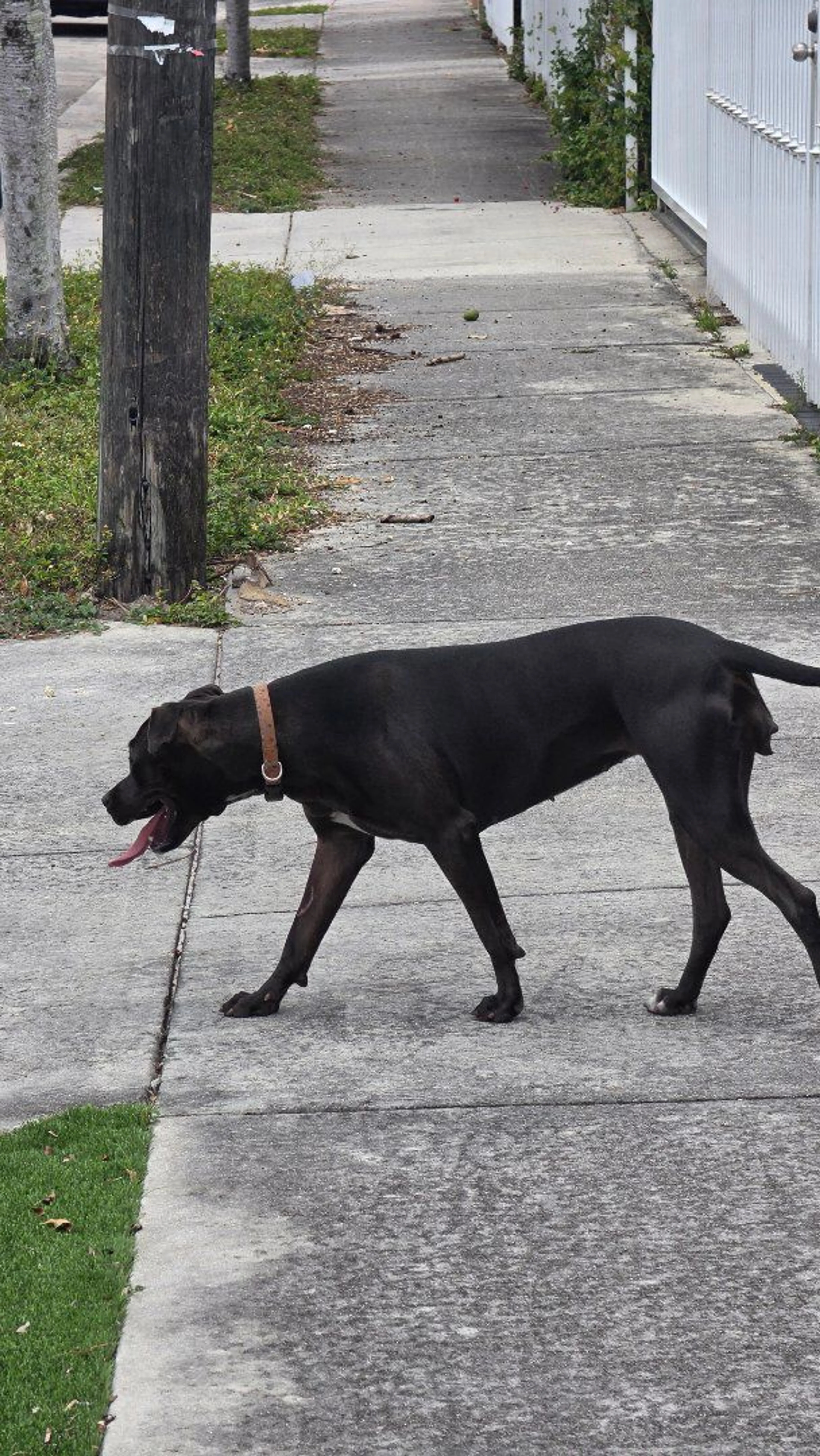 Lost pet-0