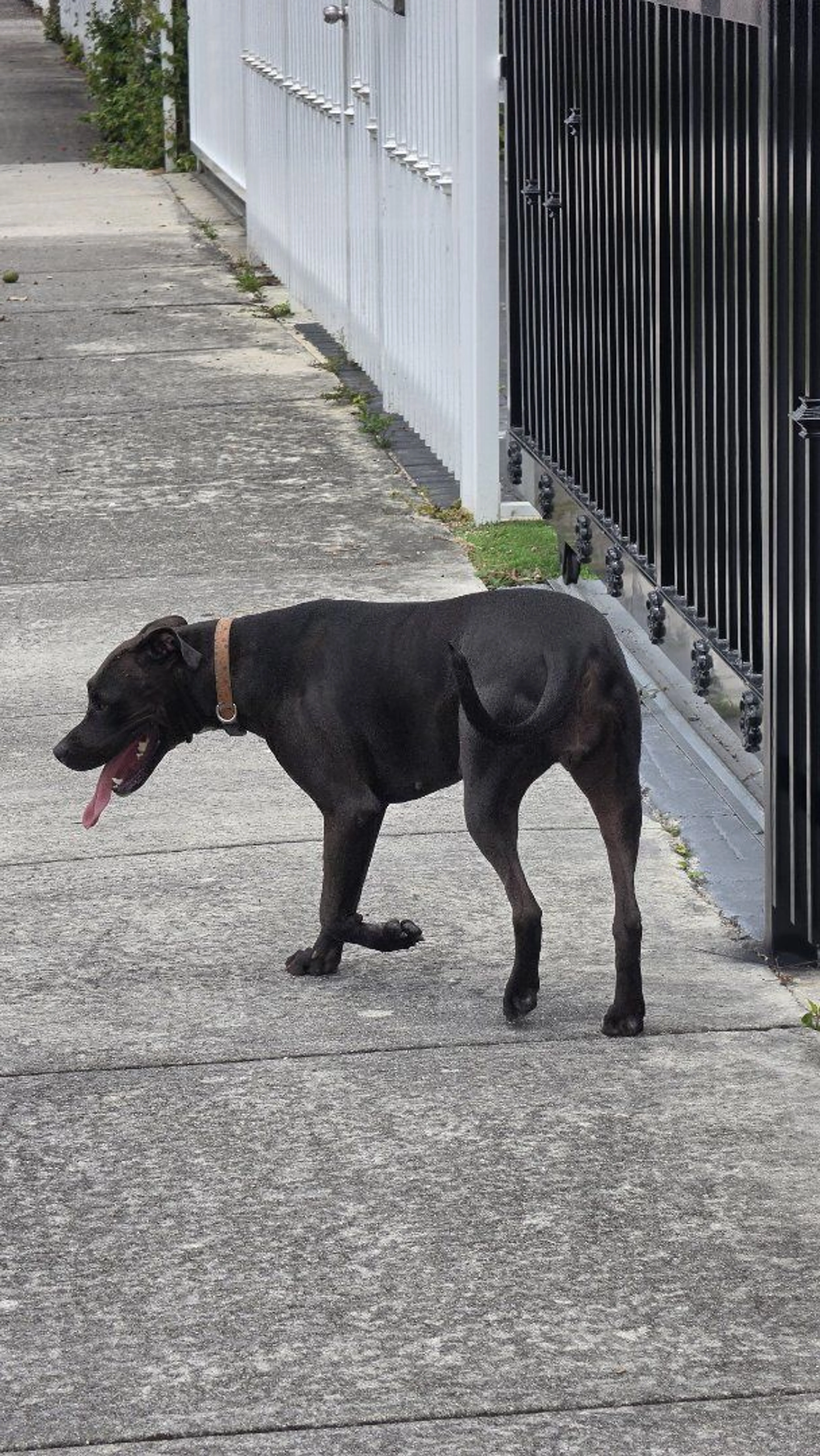 Lost pet-1
