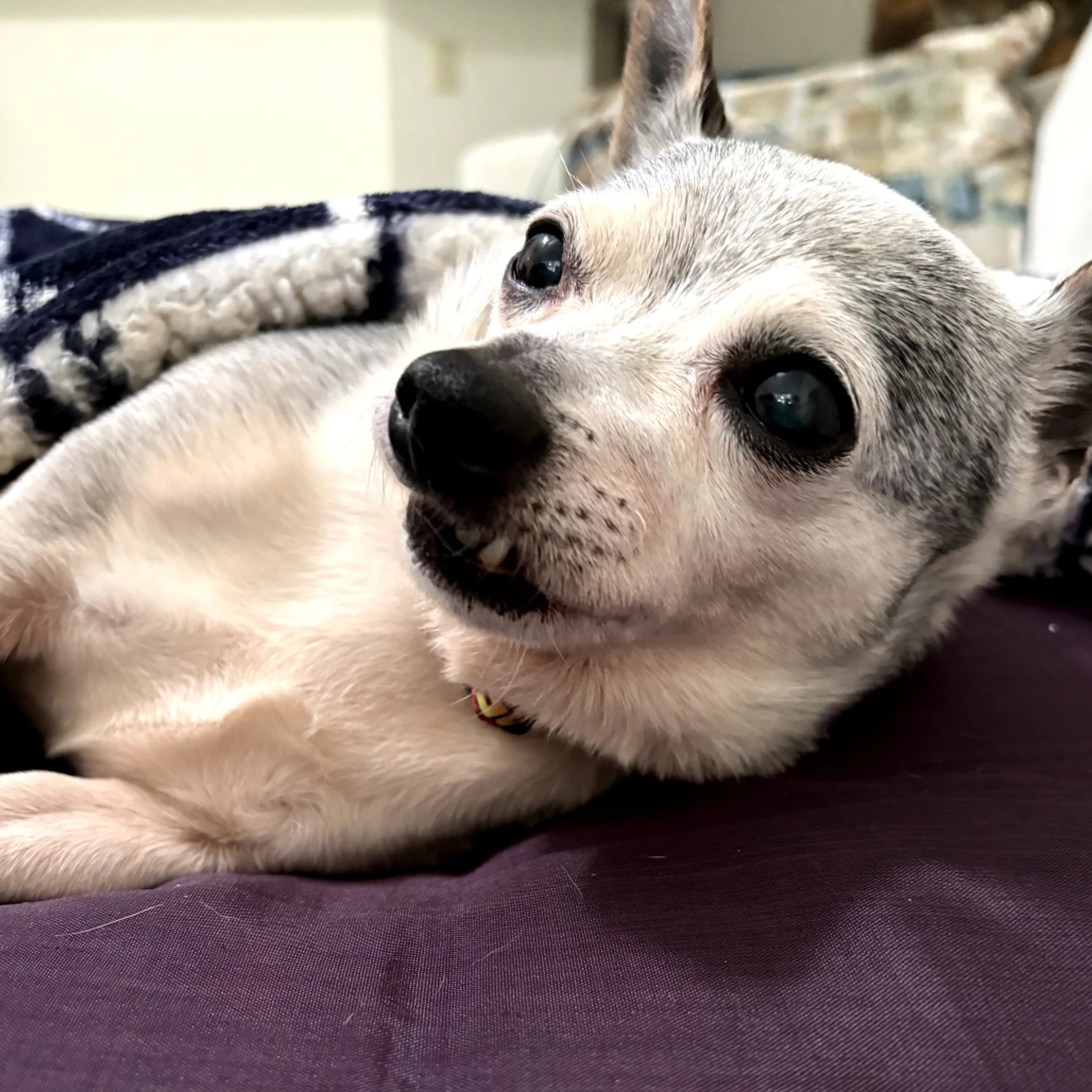 Found pet-3