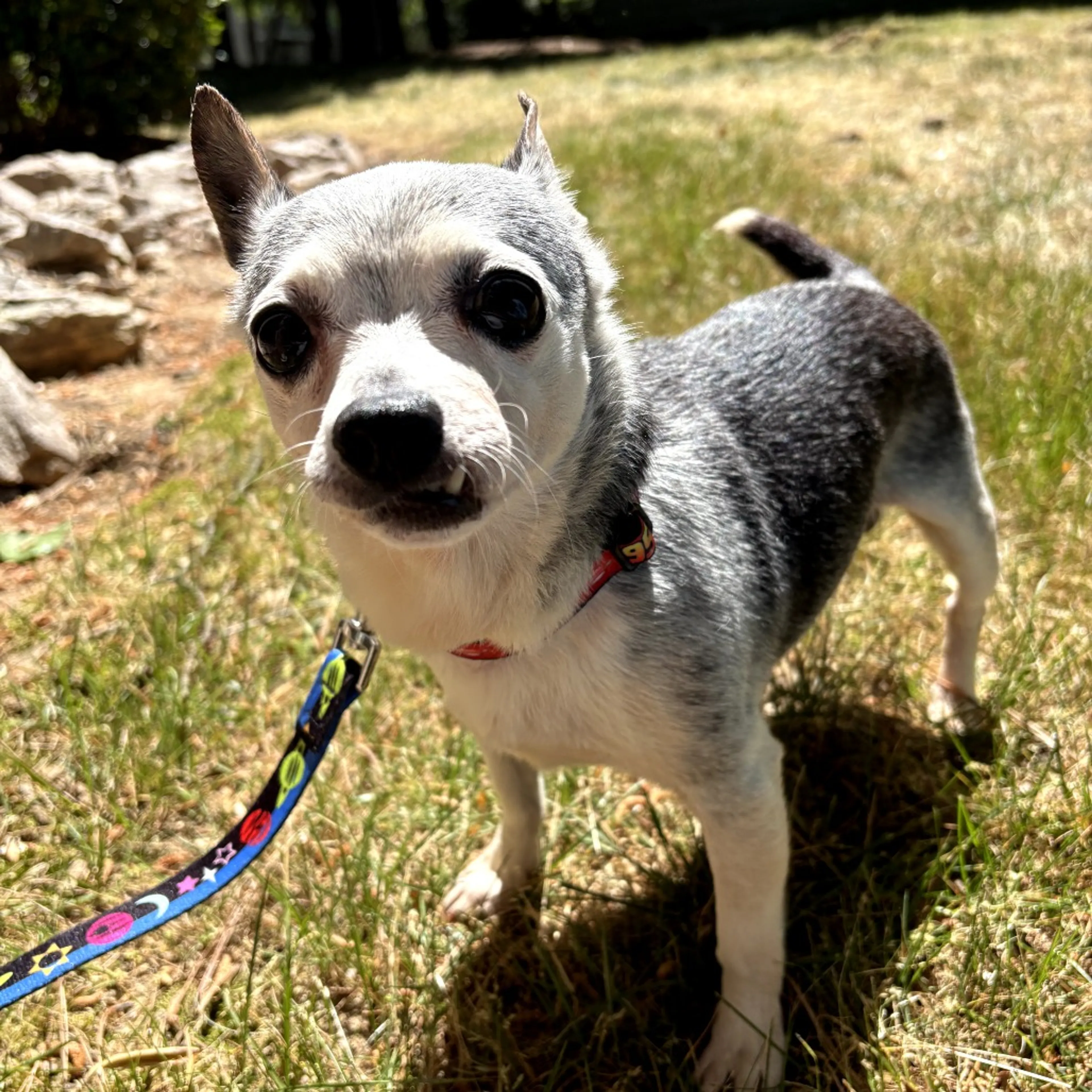 Found pet-2