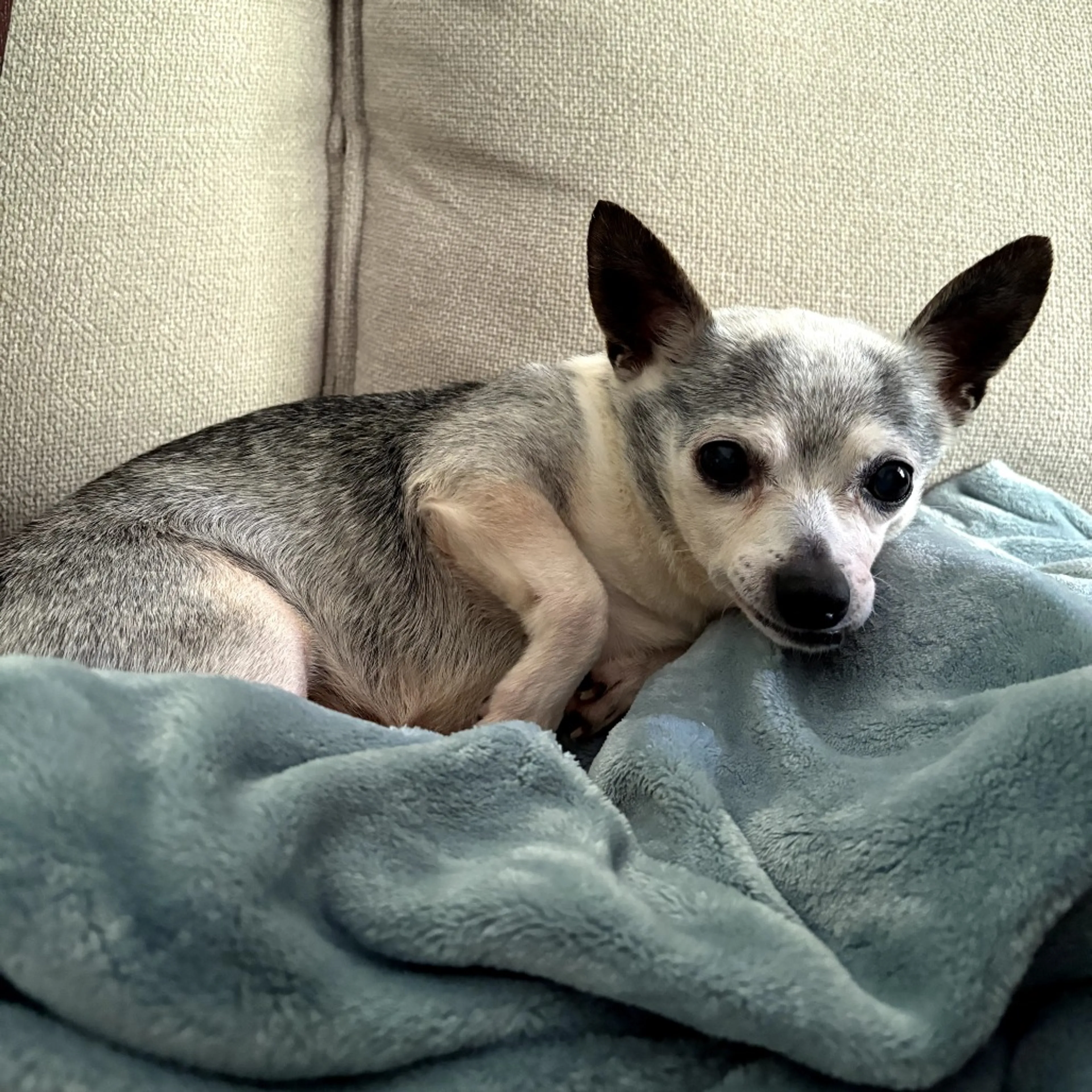 Found pet-5