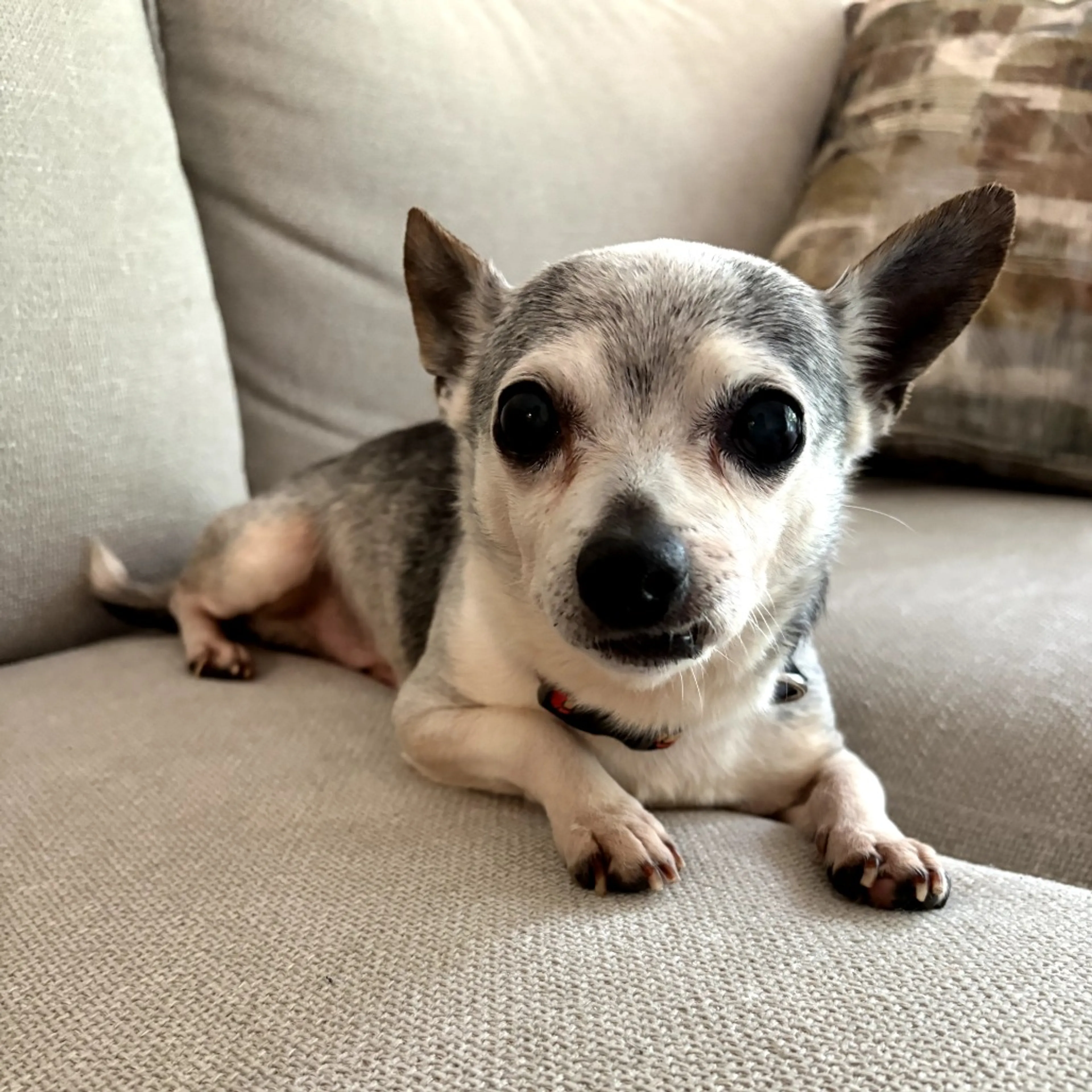Found pet-4