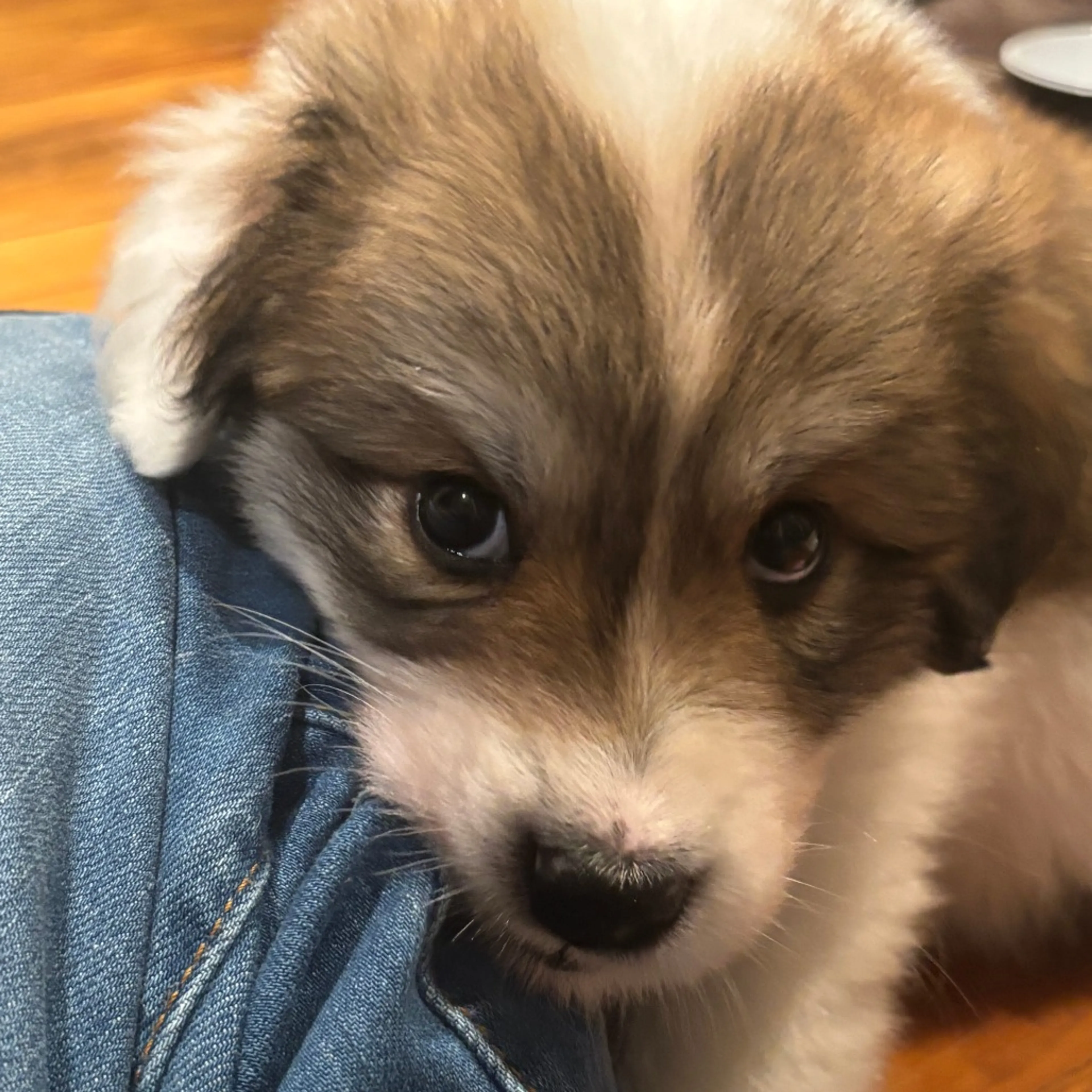Found pet-3