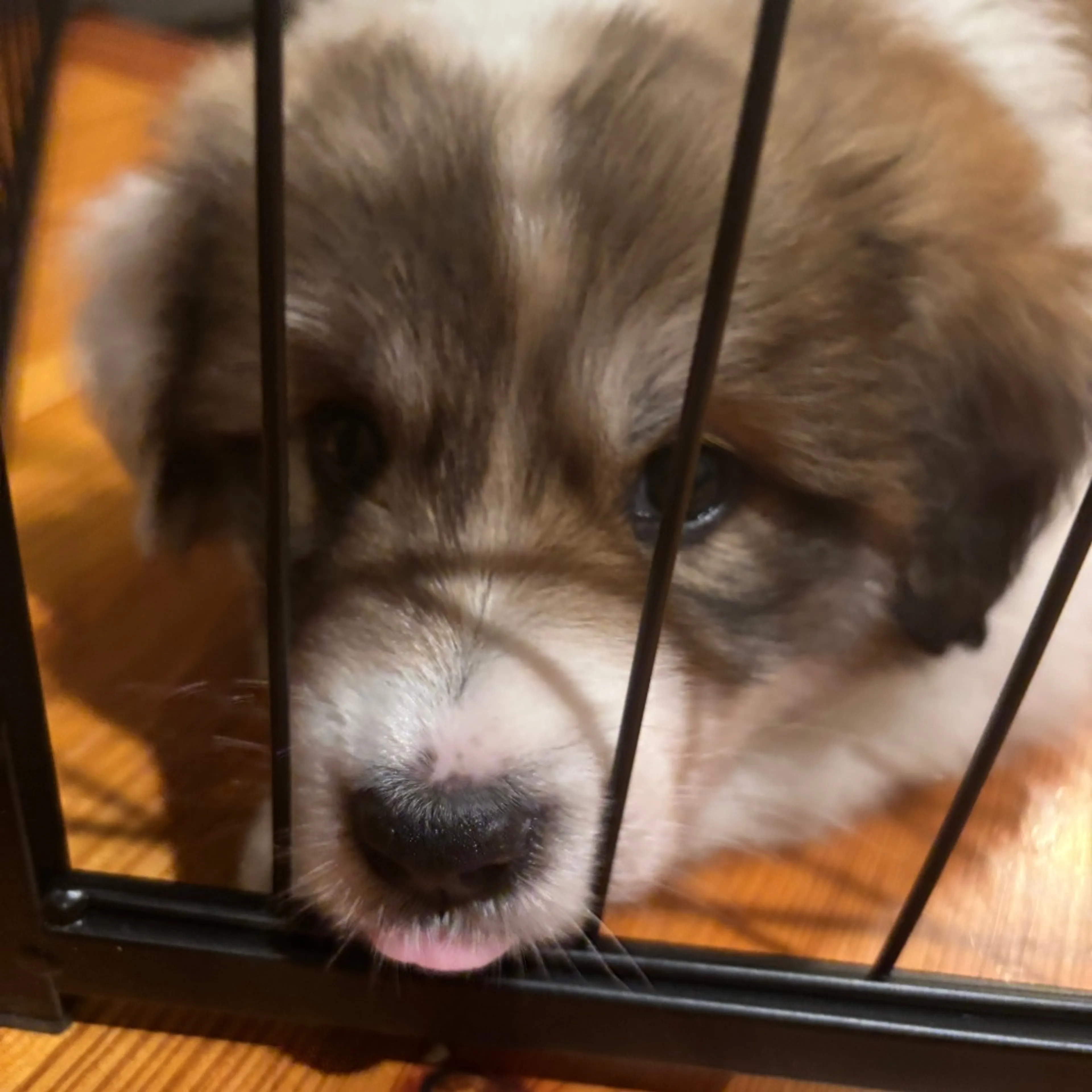 Found pet-4