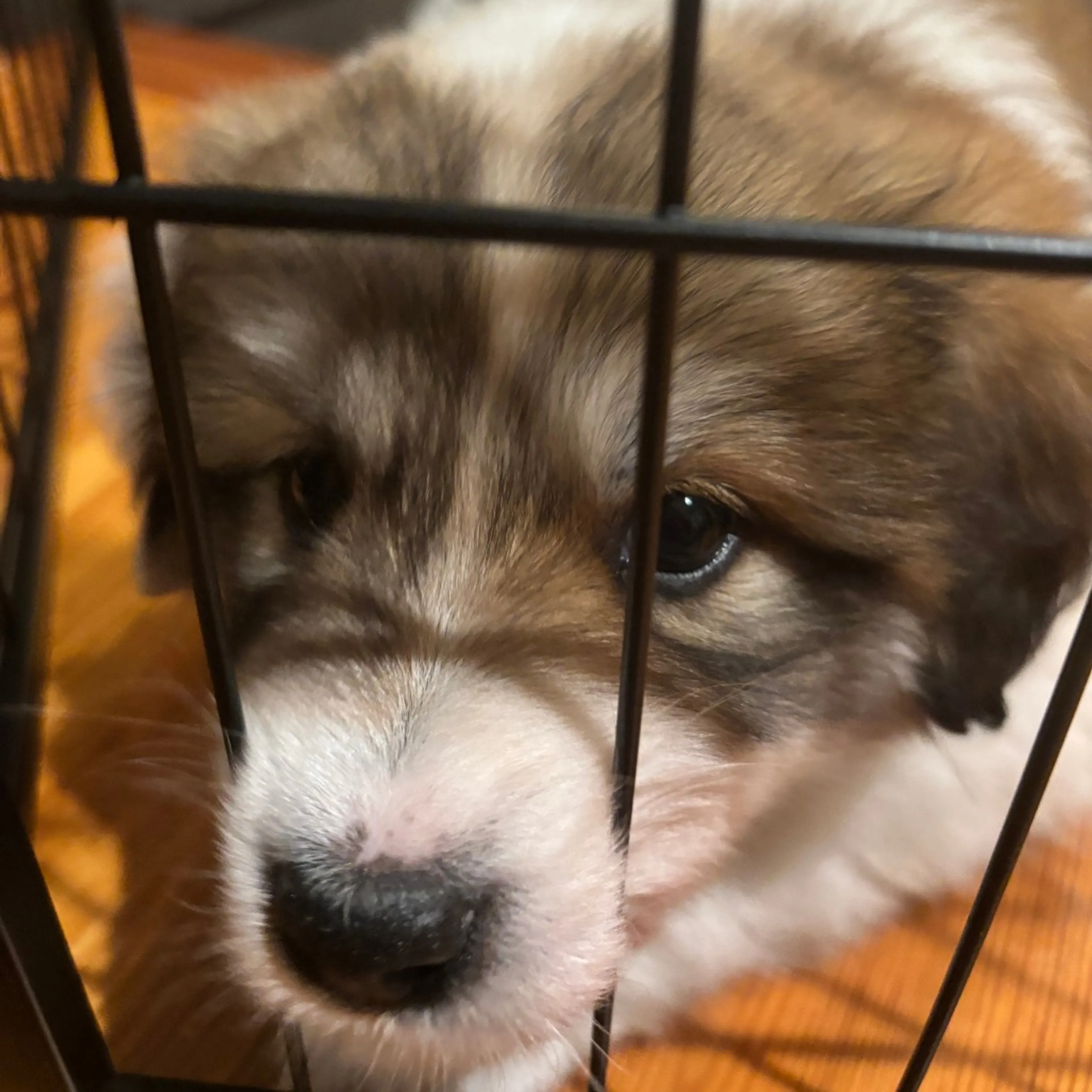 Found pet-5