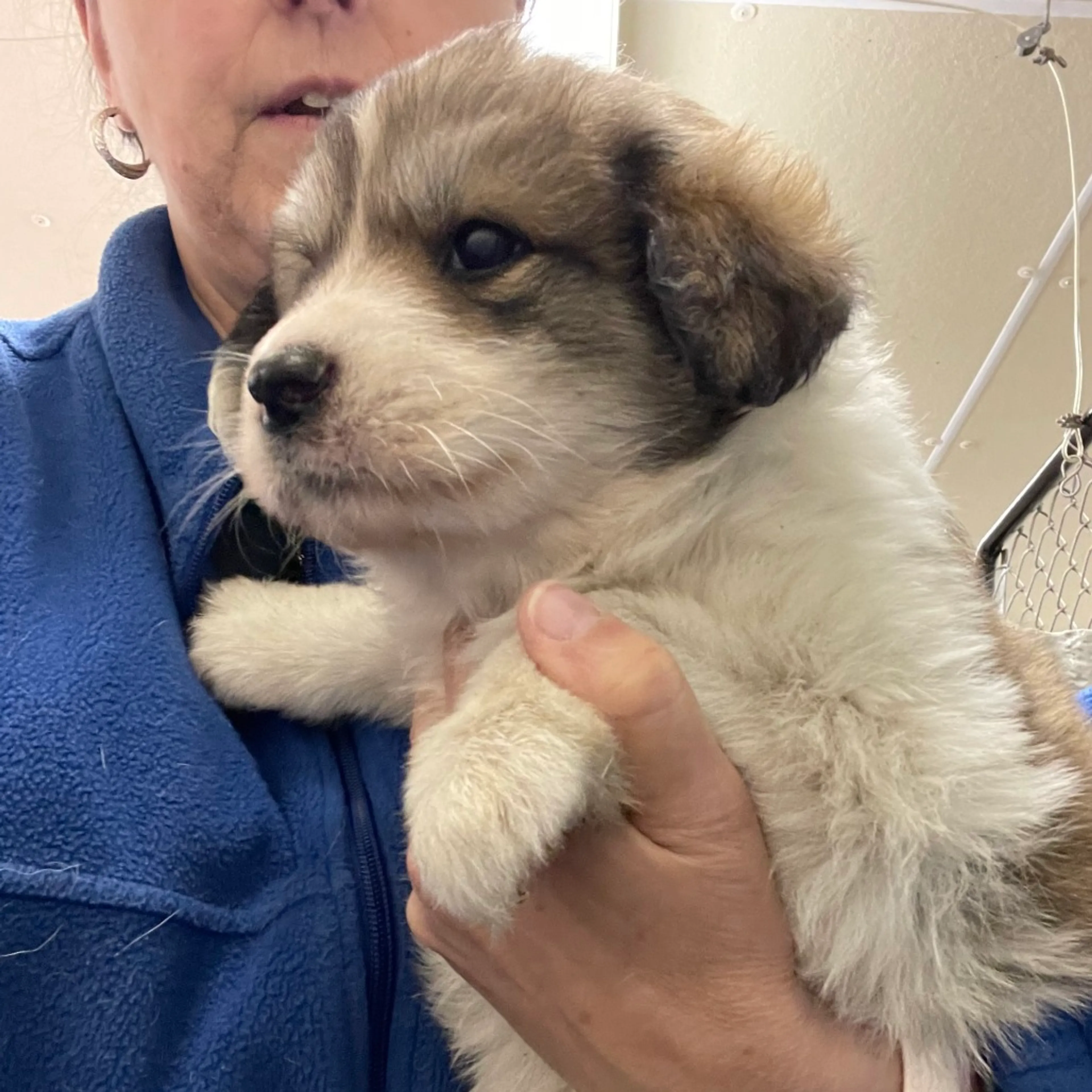 Found pet-1