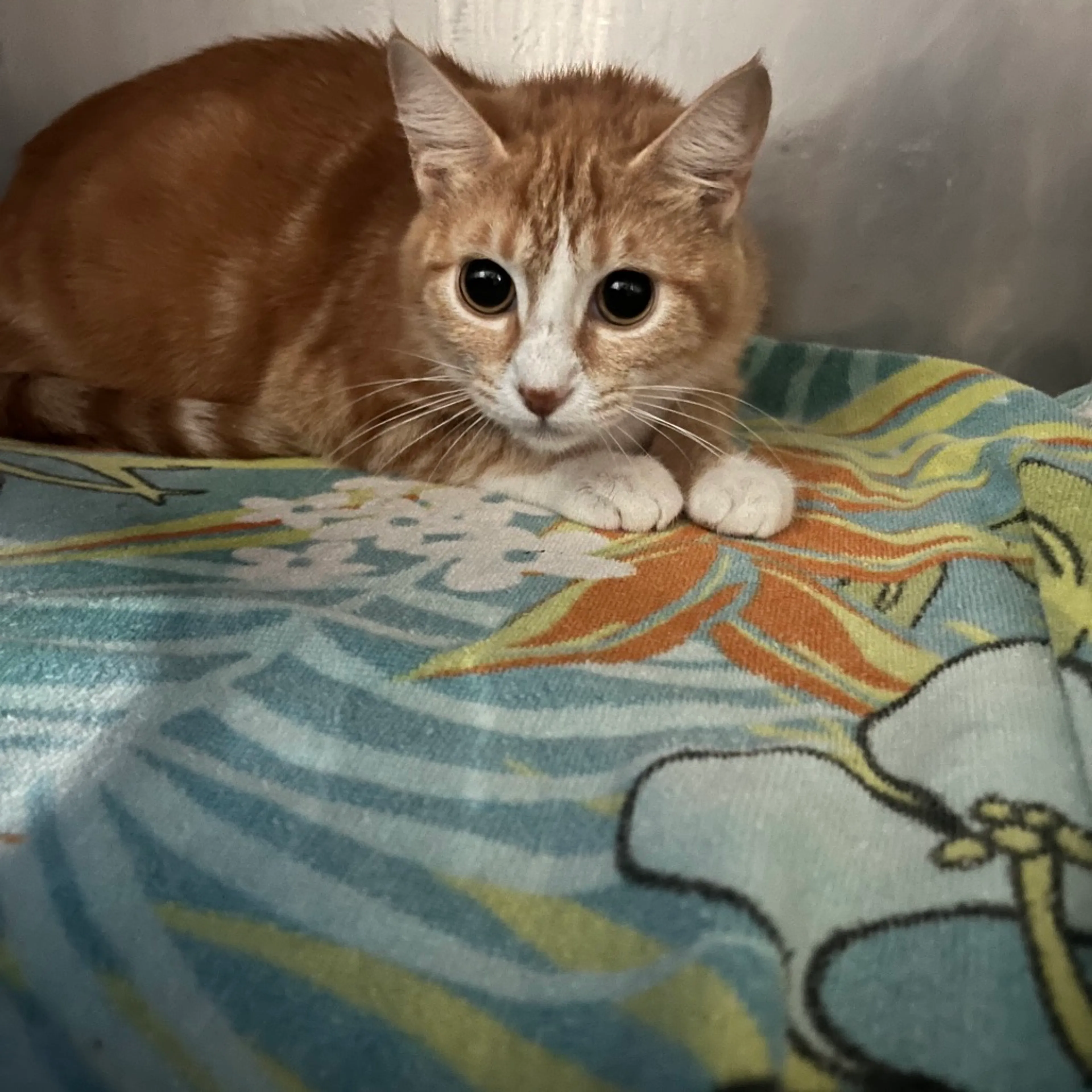 Found pet-1