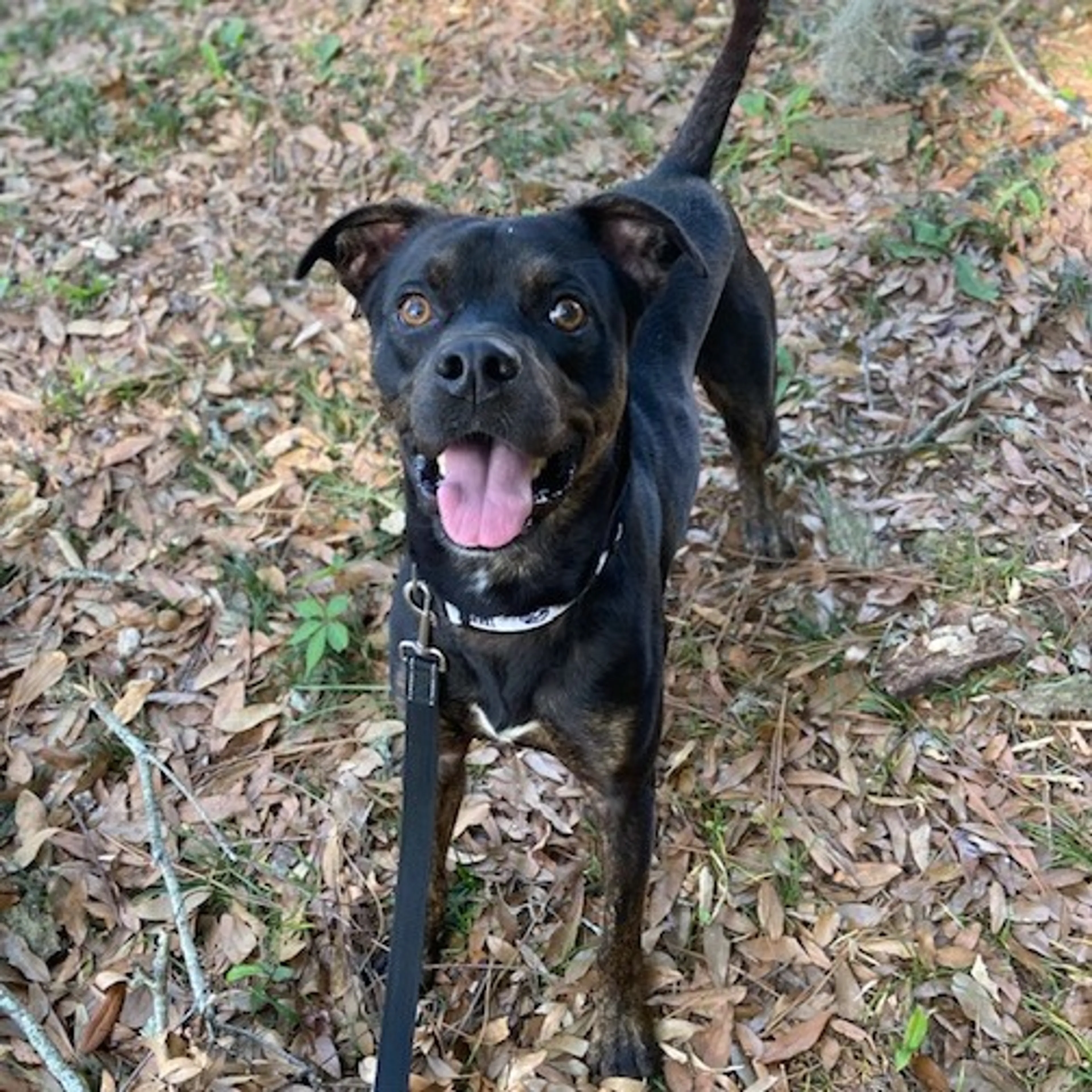 Found pet-1