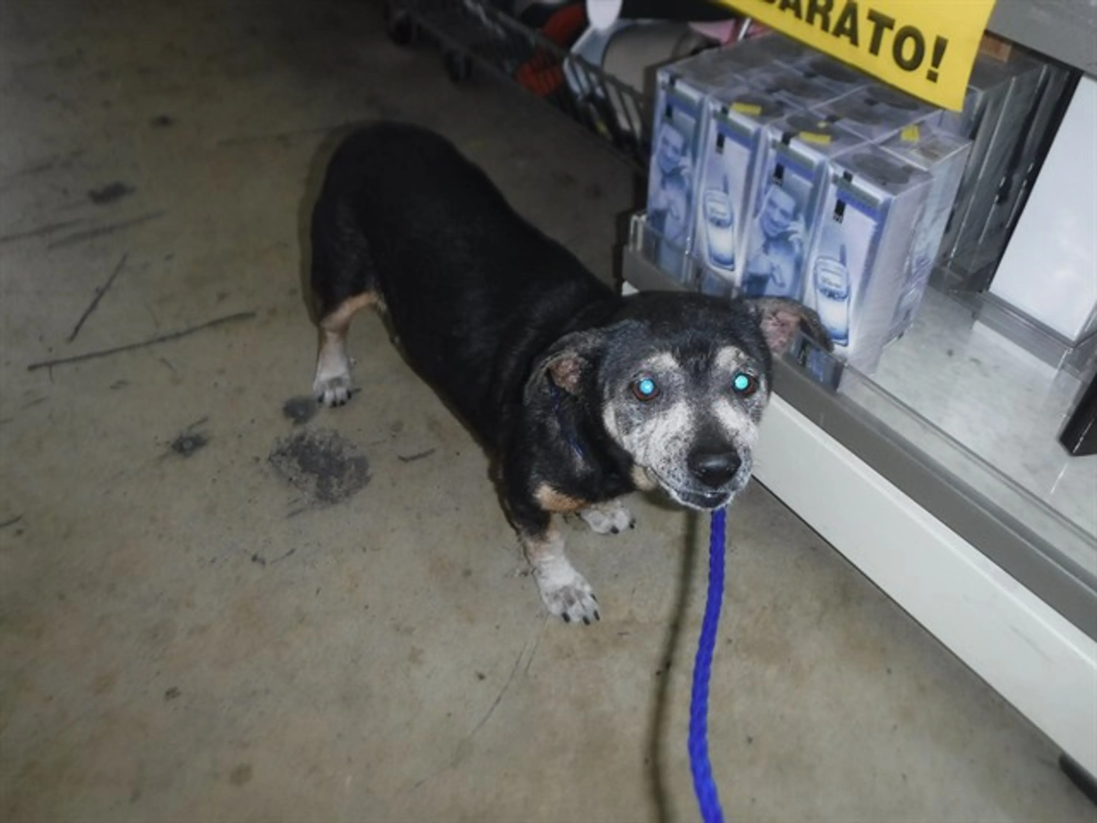 Found pet