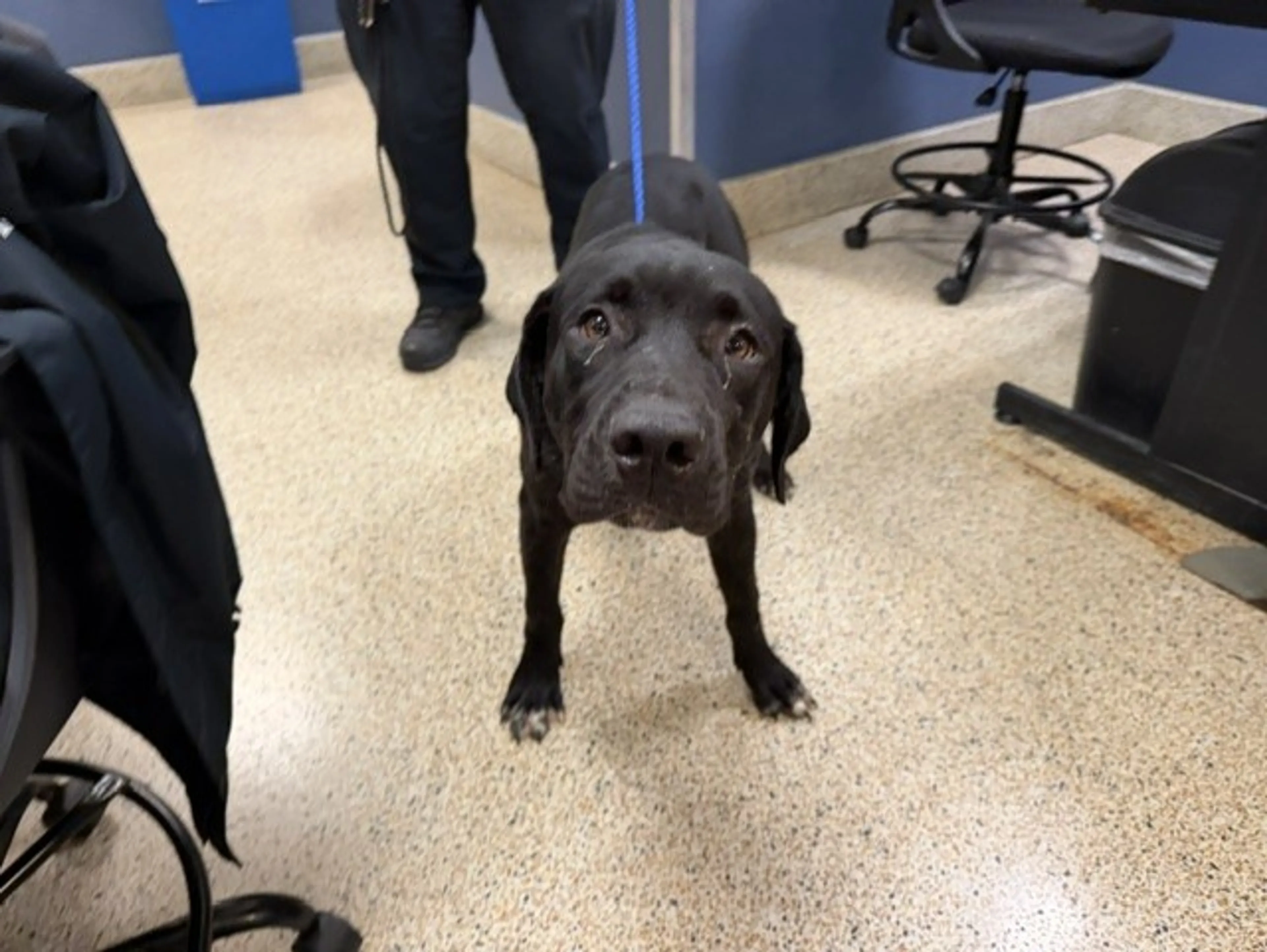 Found pet