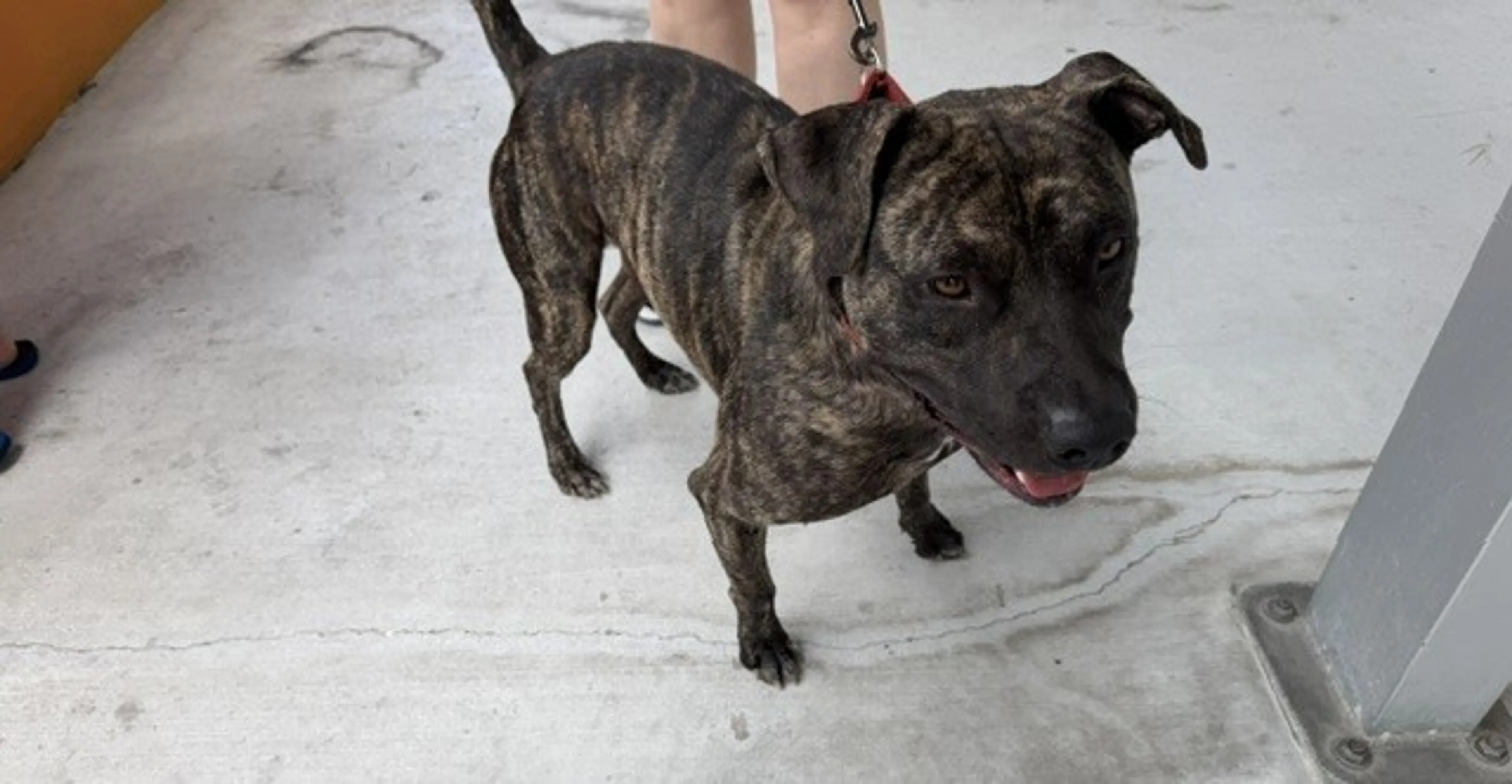 Found pet