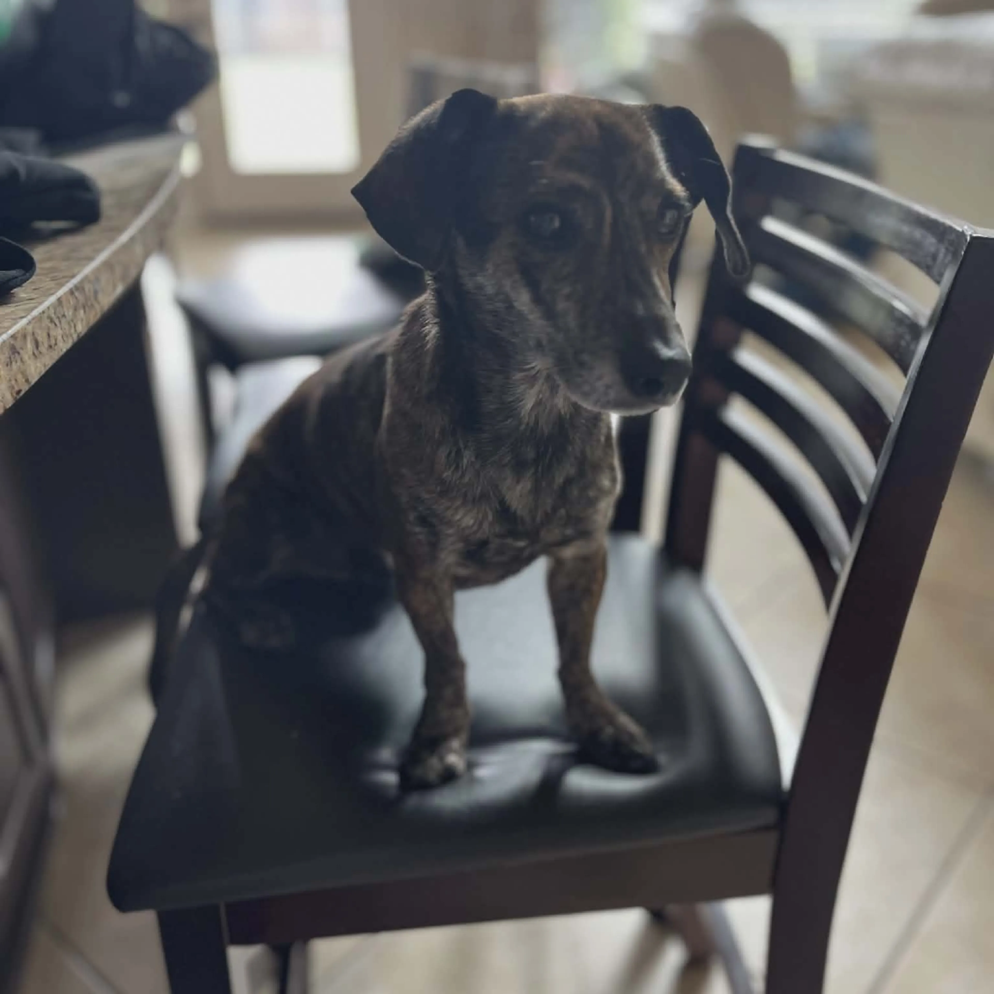 Found pet-1