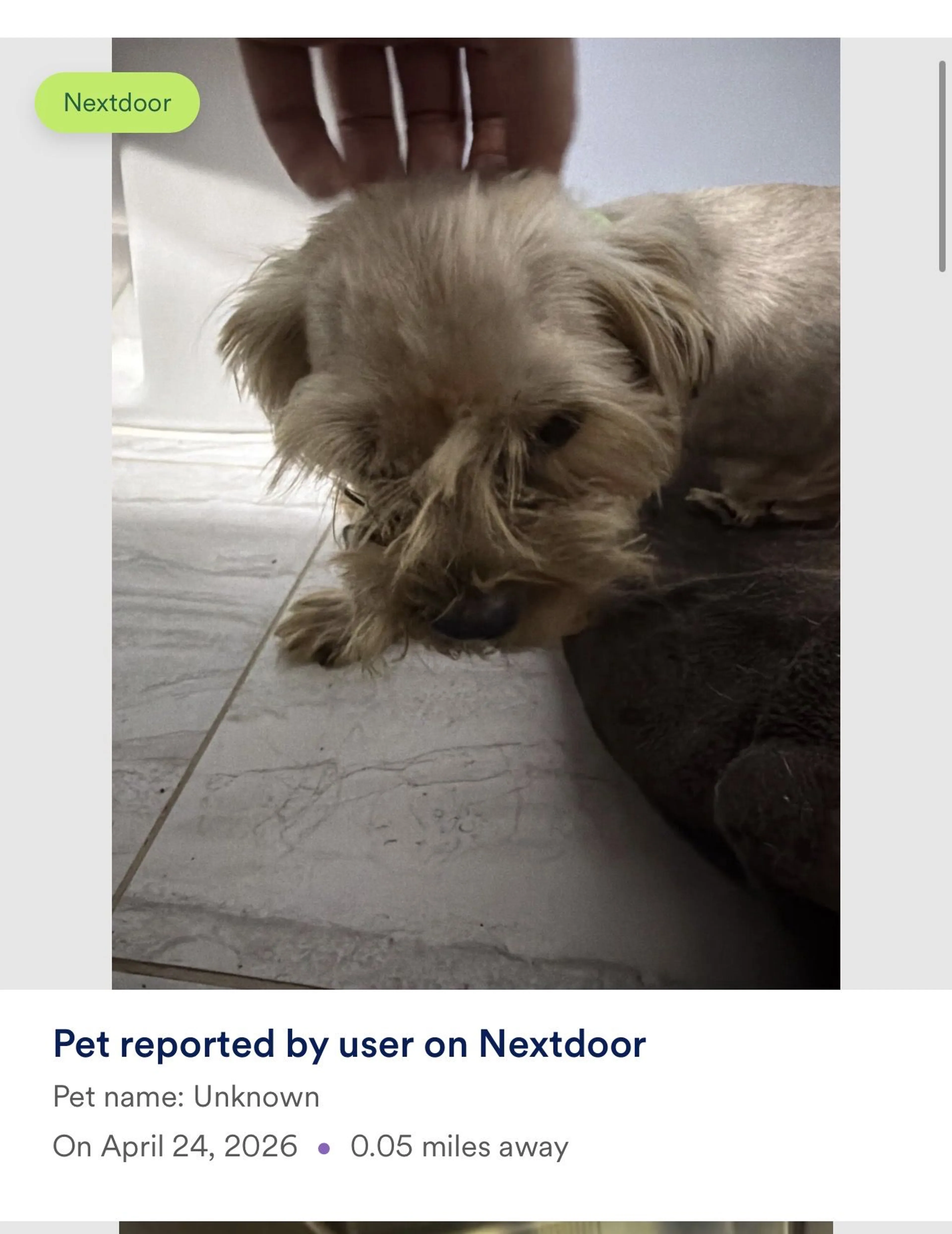 Lost pet-0