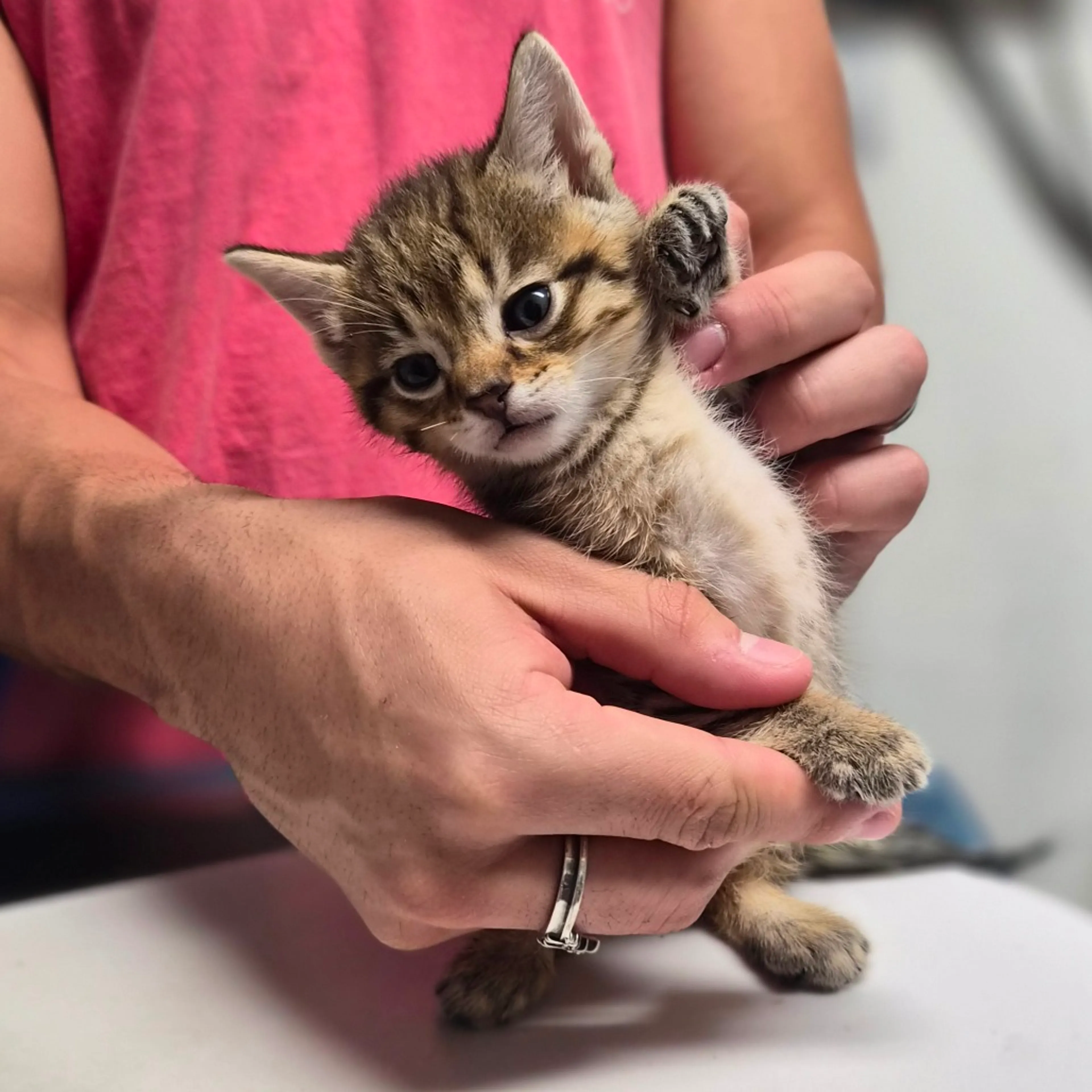 Found pet