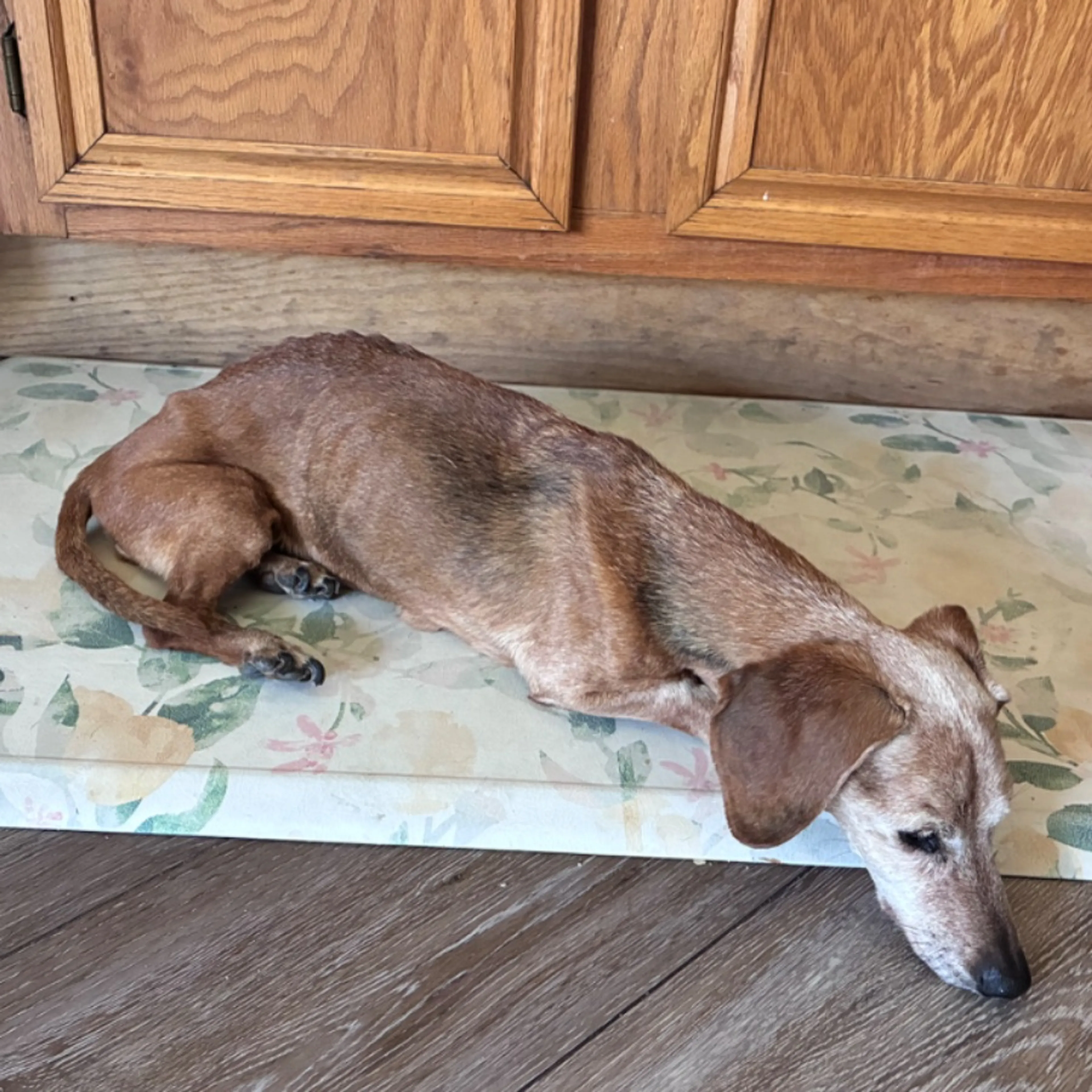 Lost pet