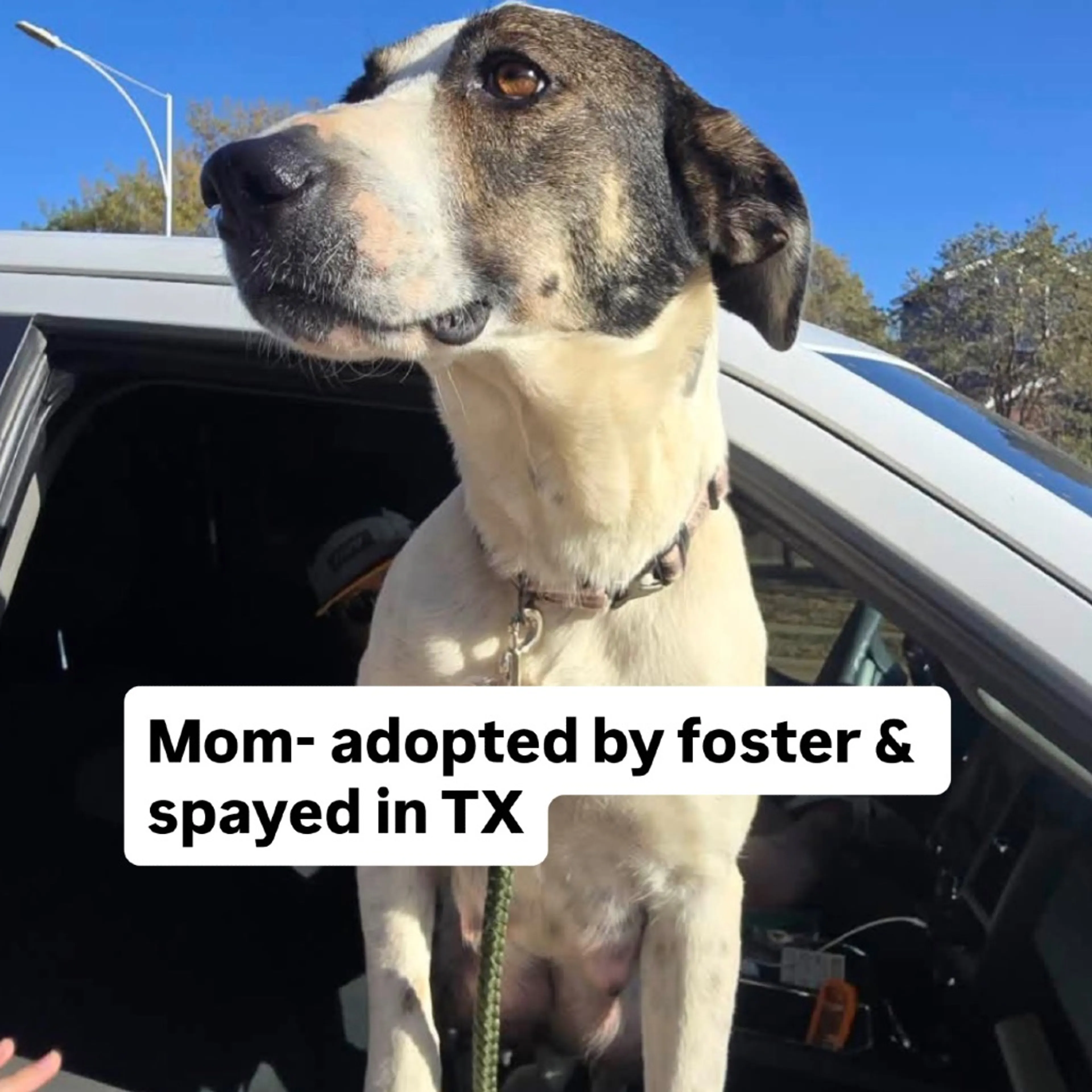 Found pet-2