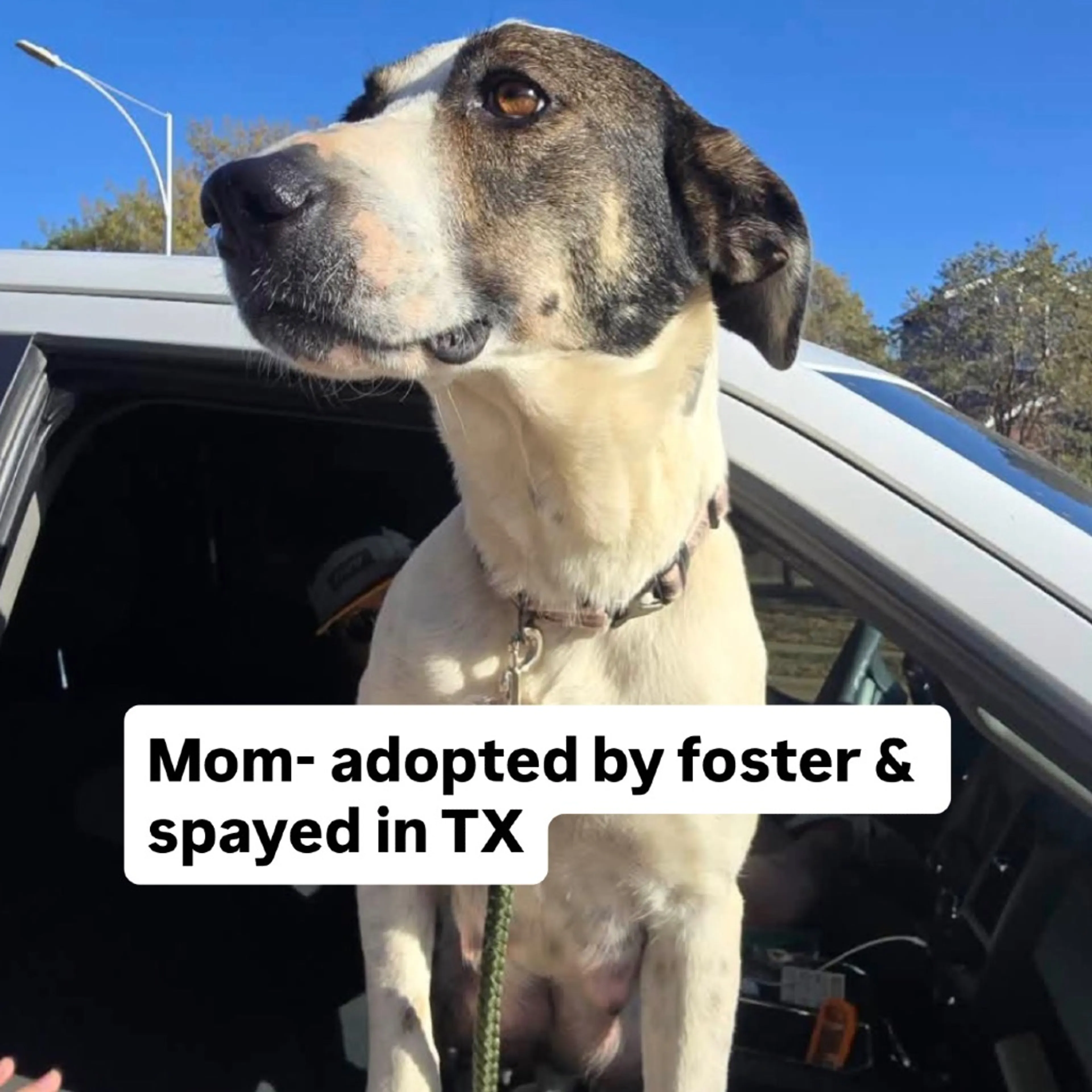 Found pet-2