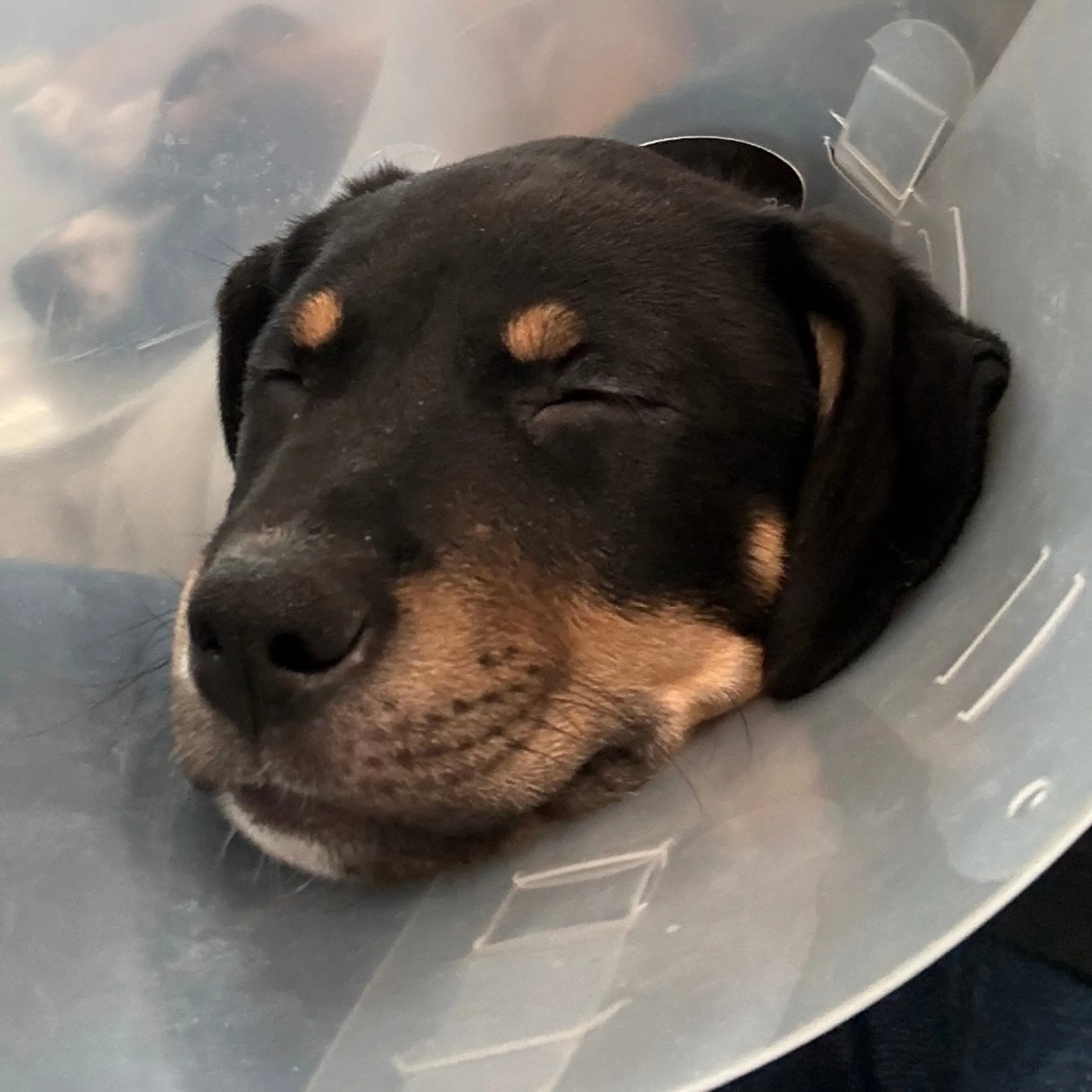 Found pet-4