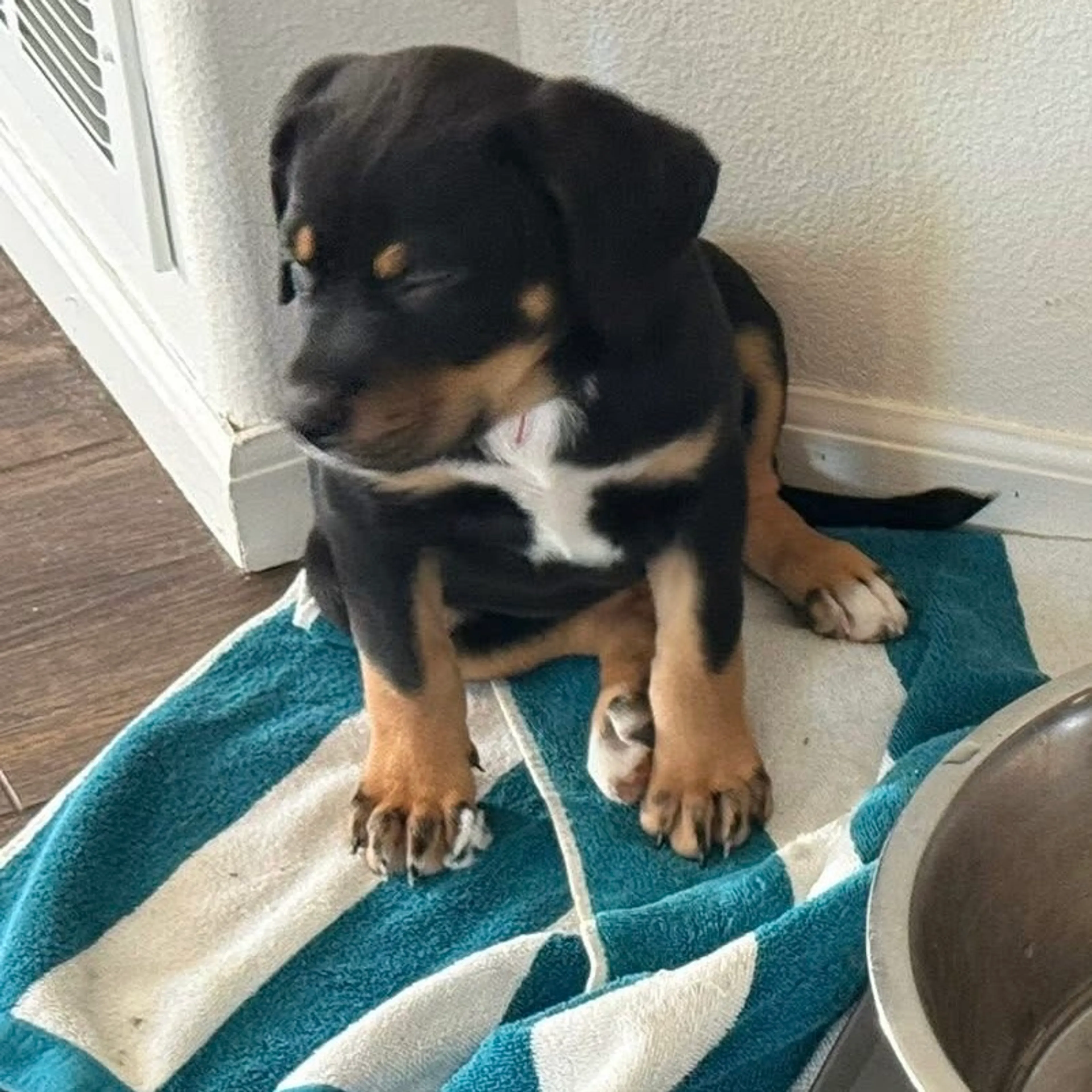 Found pet-5