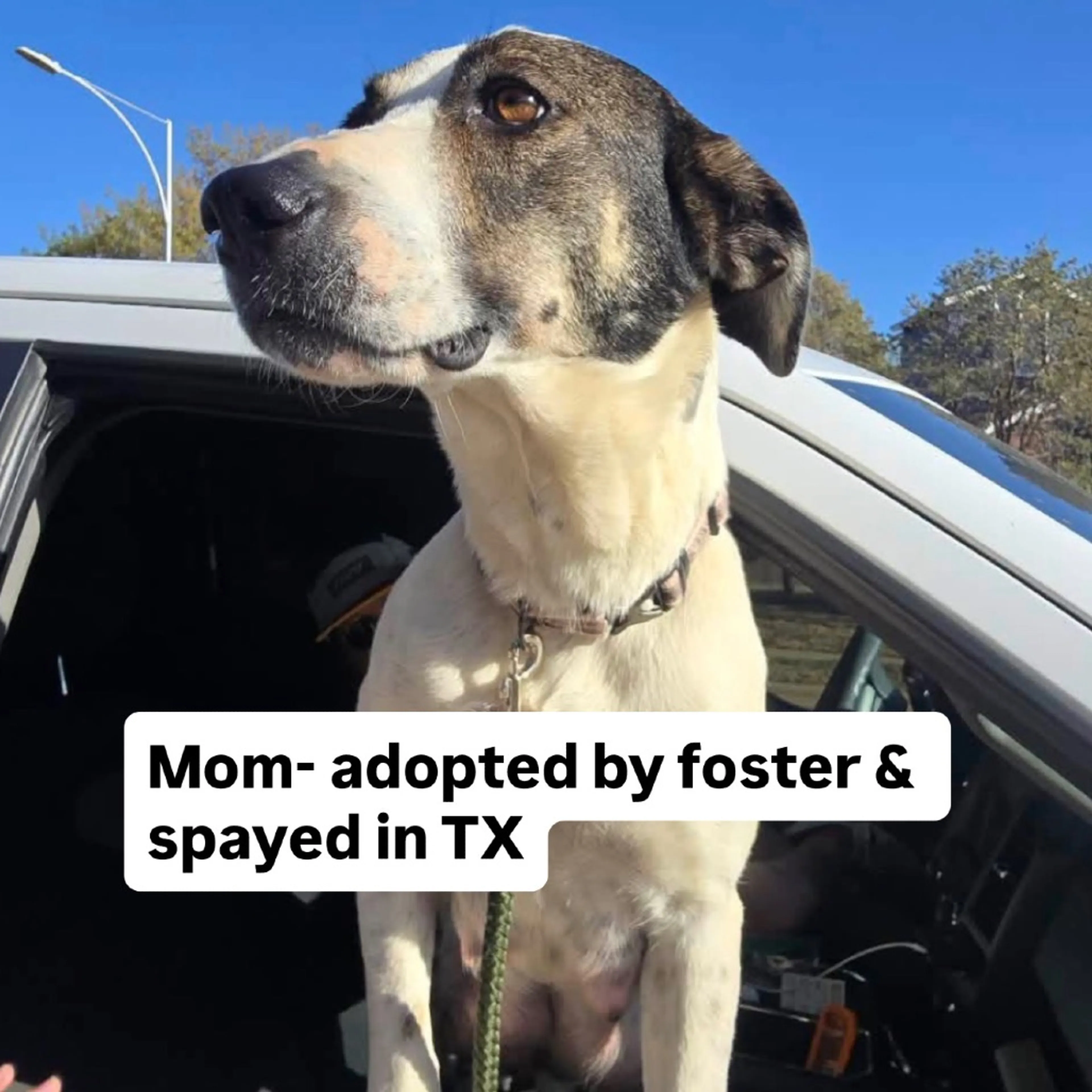 Found pet-2