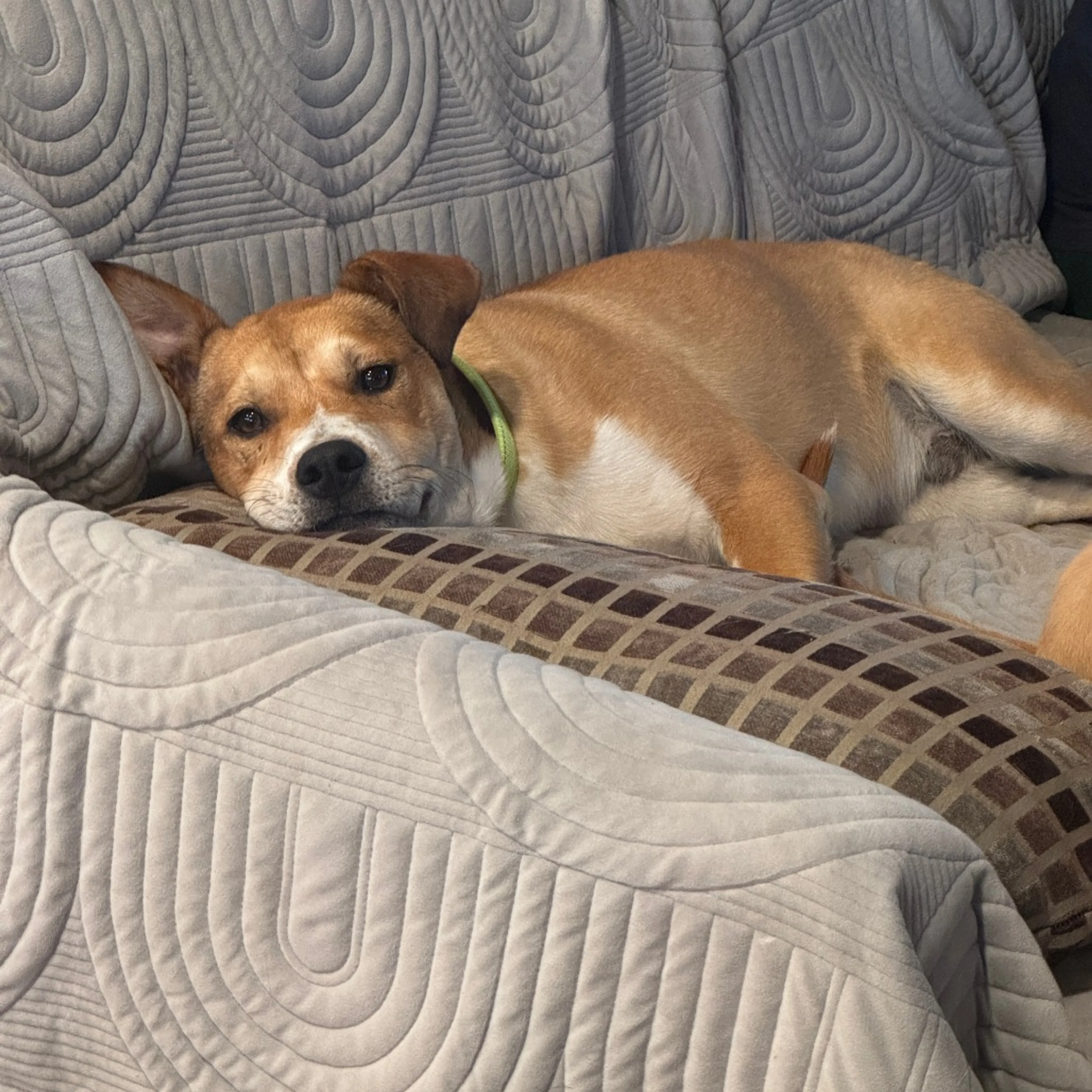 Found pet-3