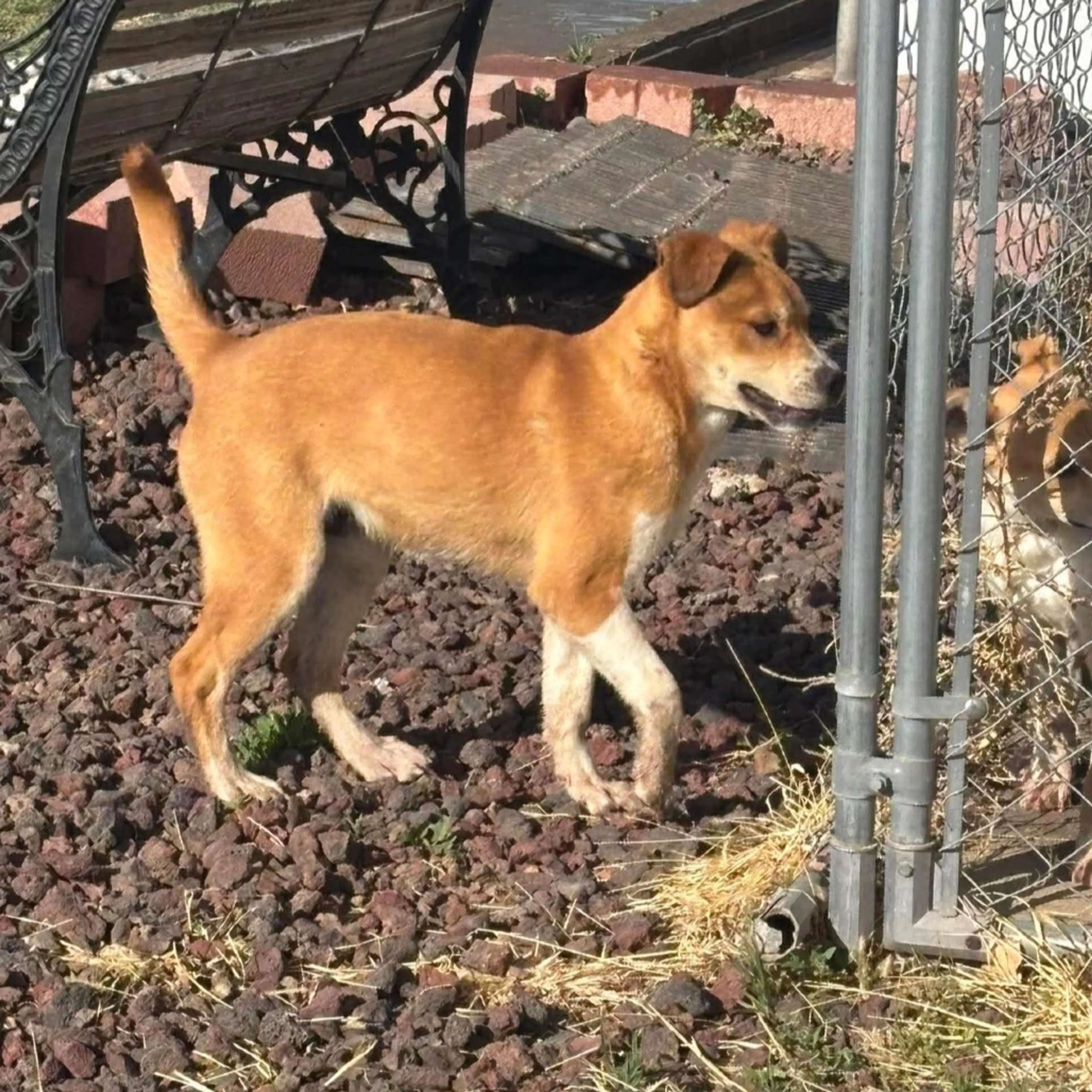 Found pet-1