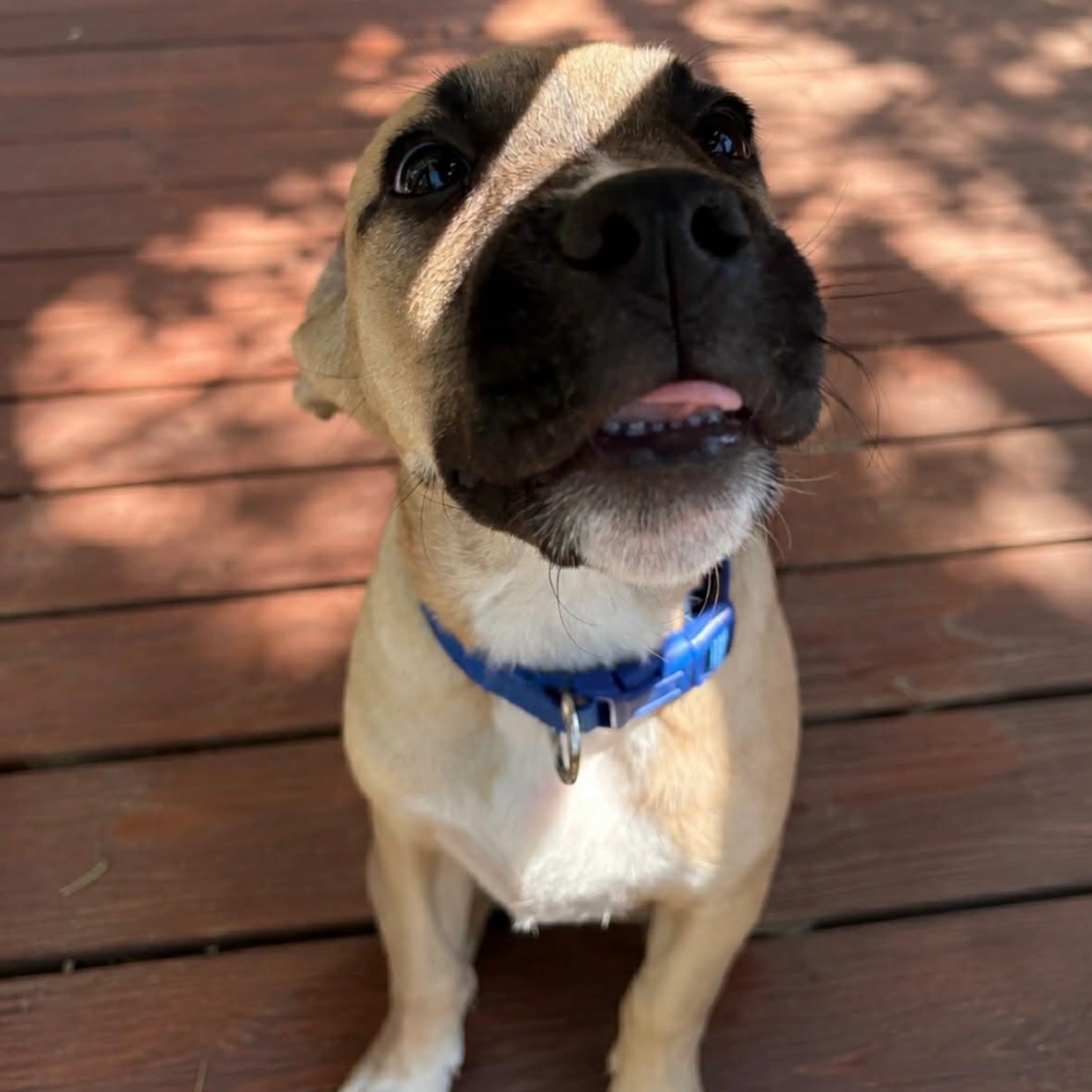 Found pet-4