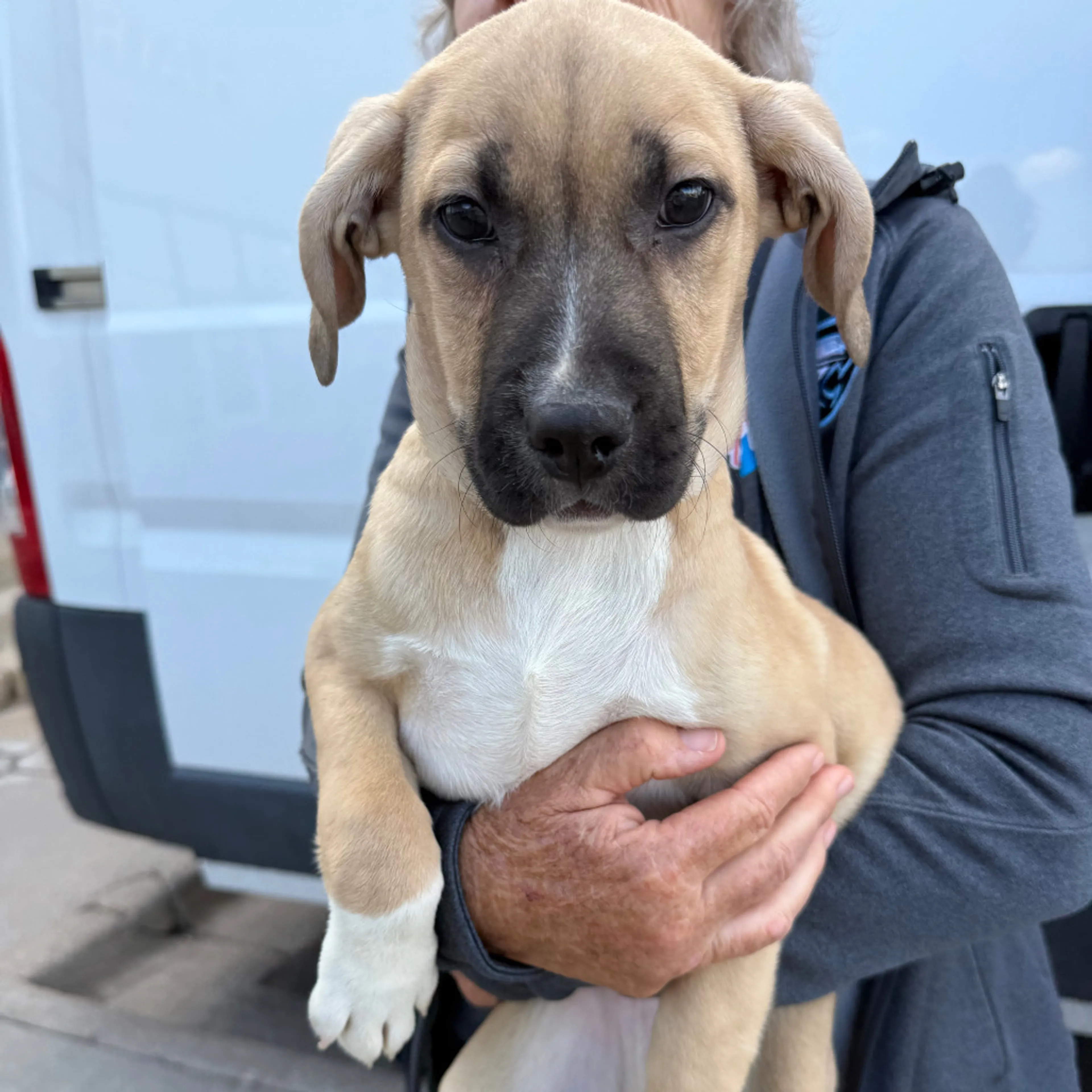 Found pet-2