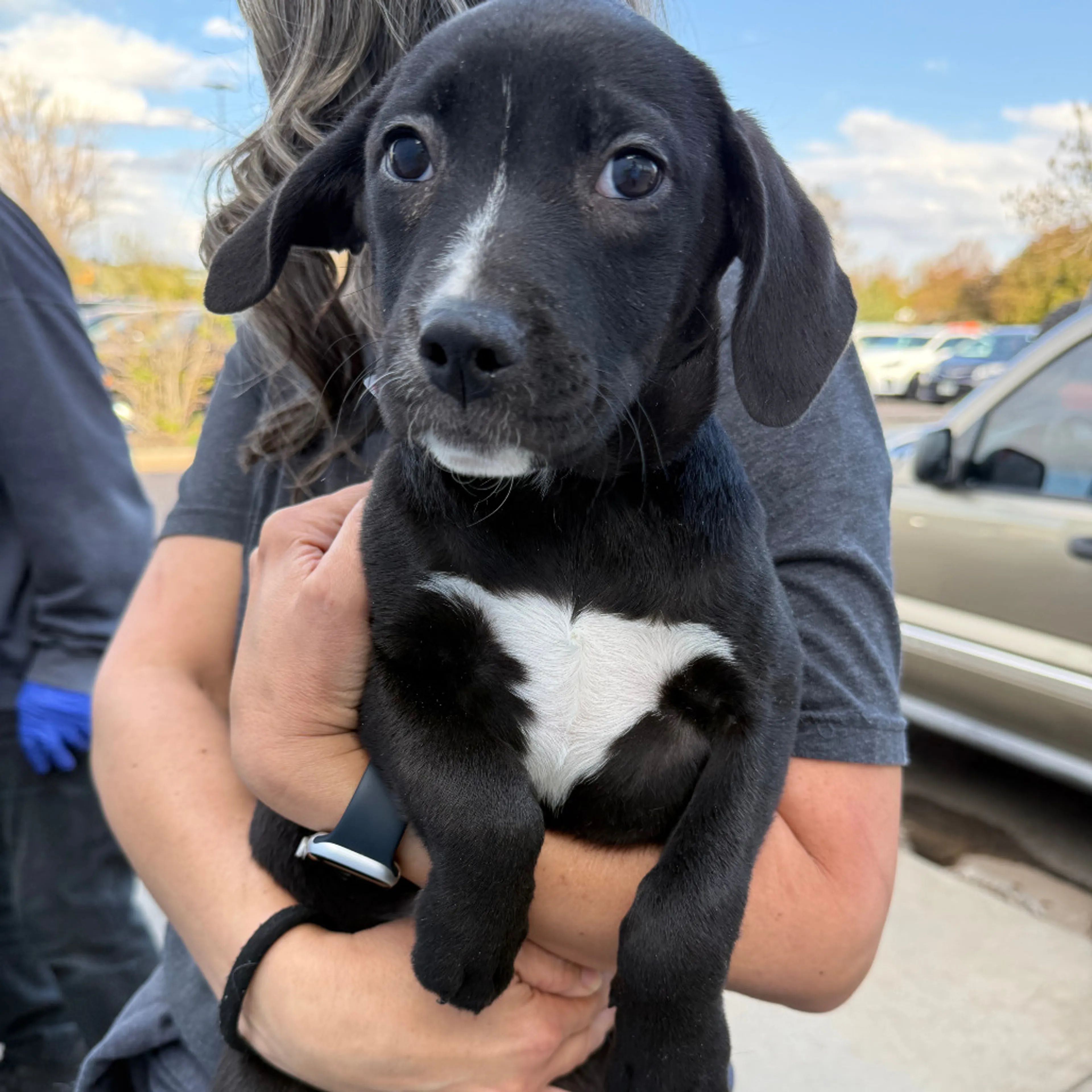 Found pet-2