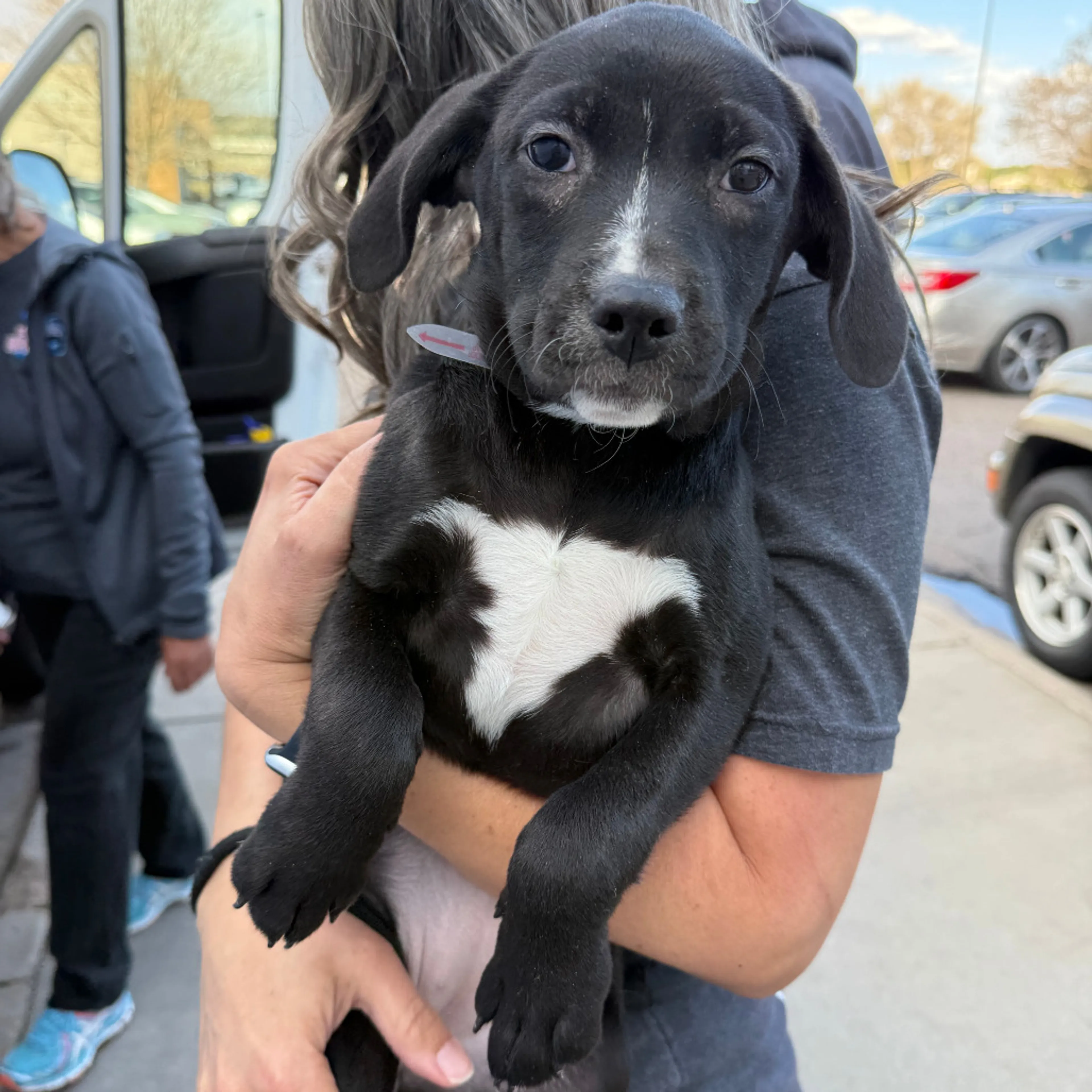 Found pet-3