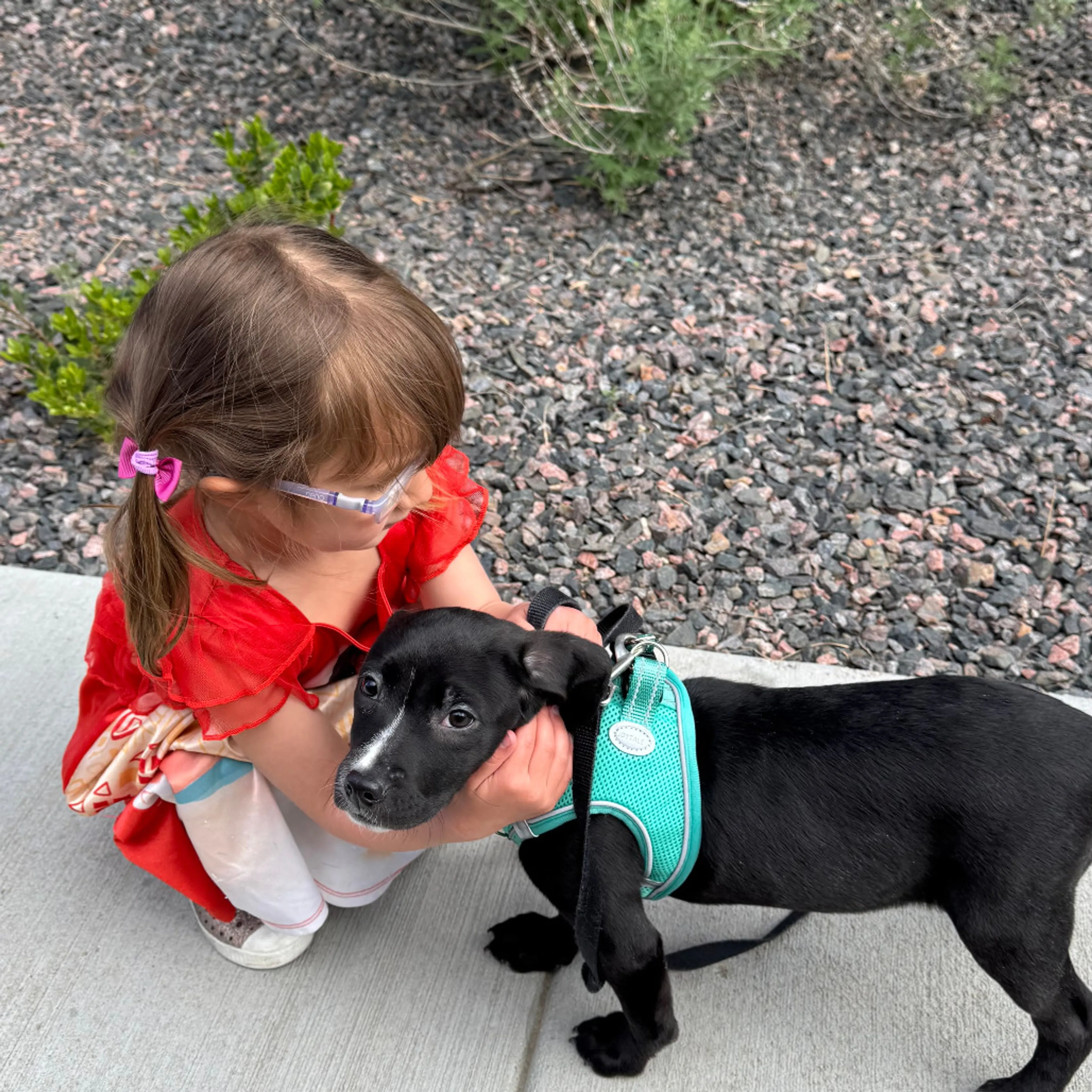 Found pet-7