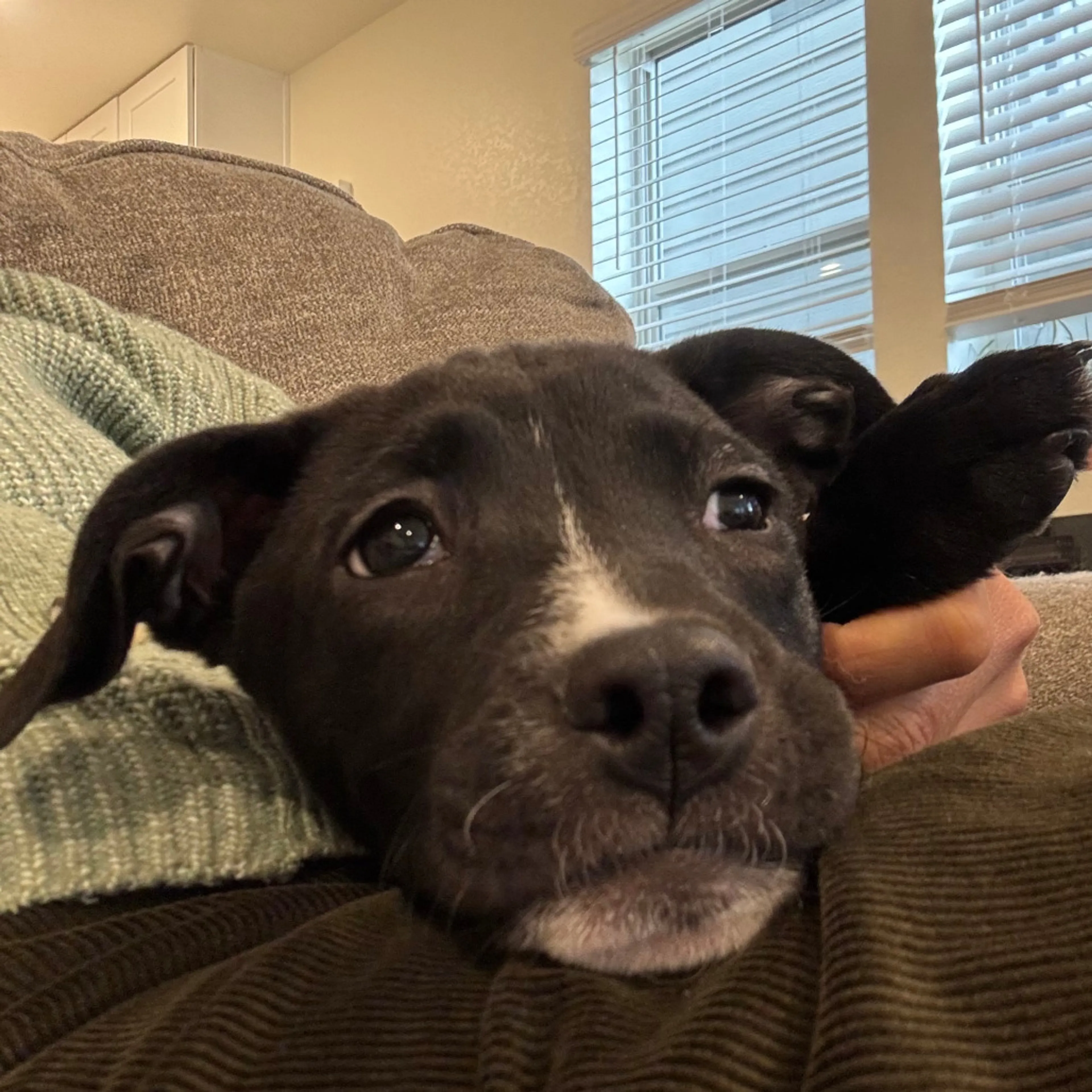 Found pet-5