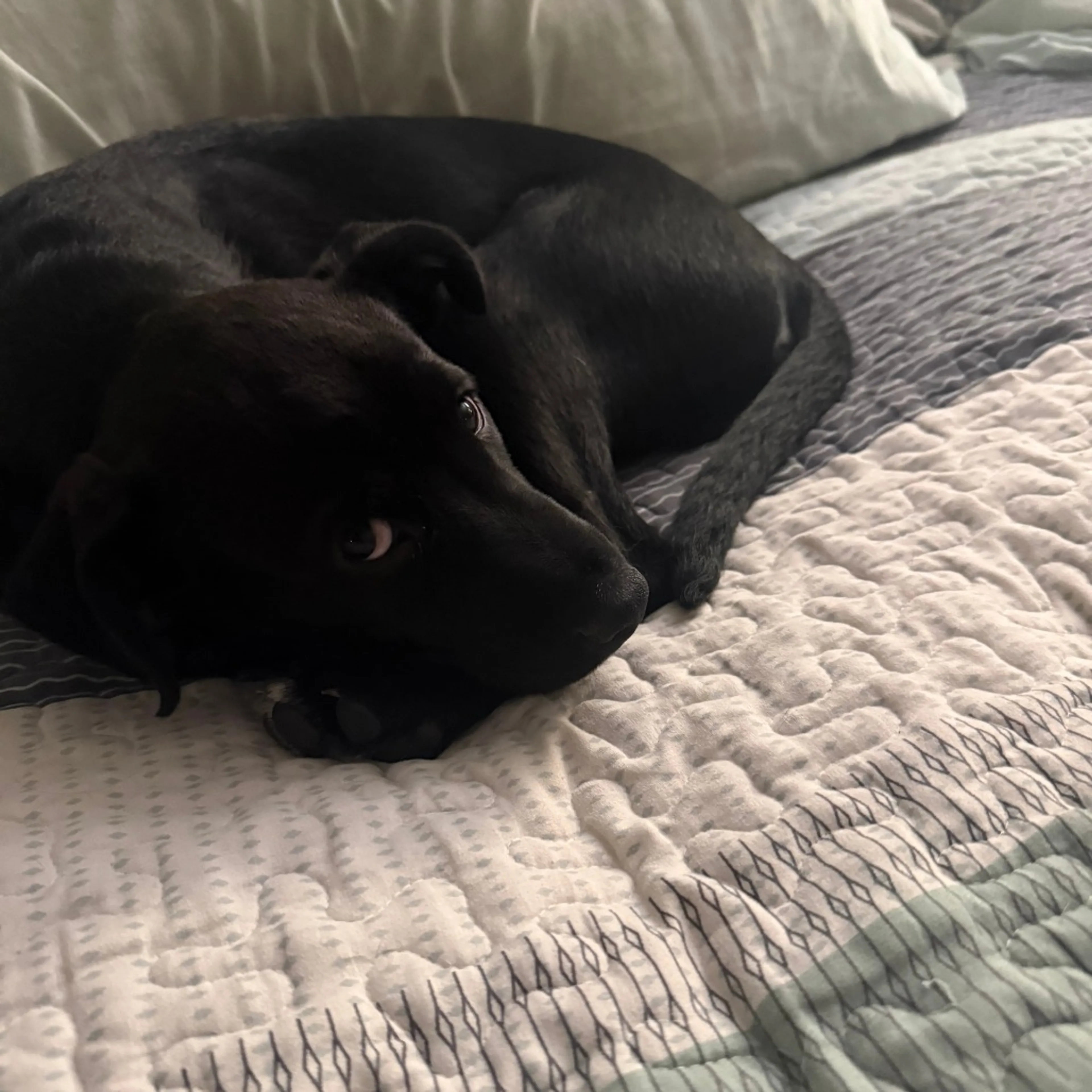 Found pet-9