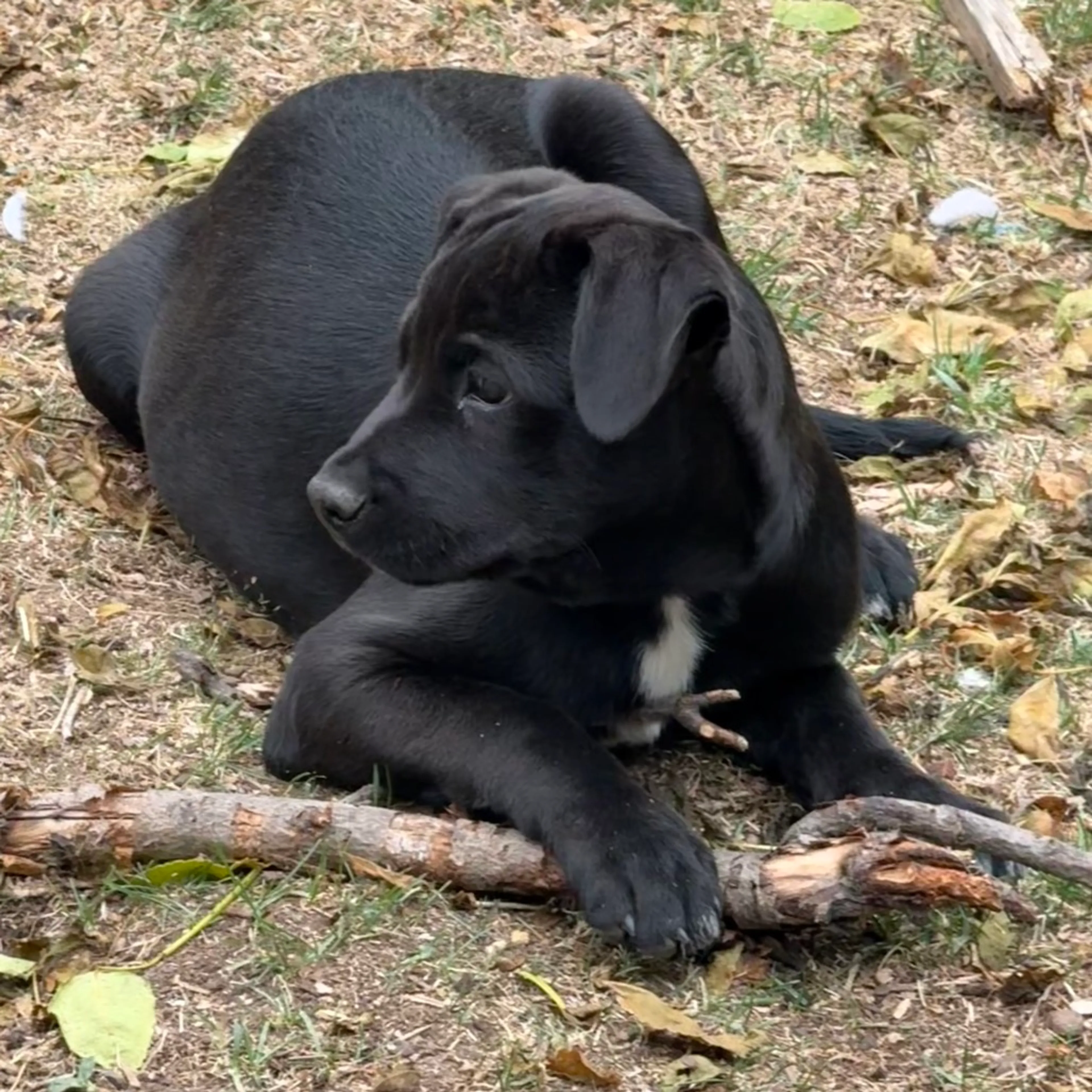 Found pet-4