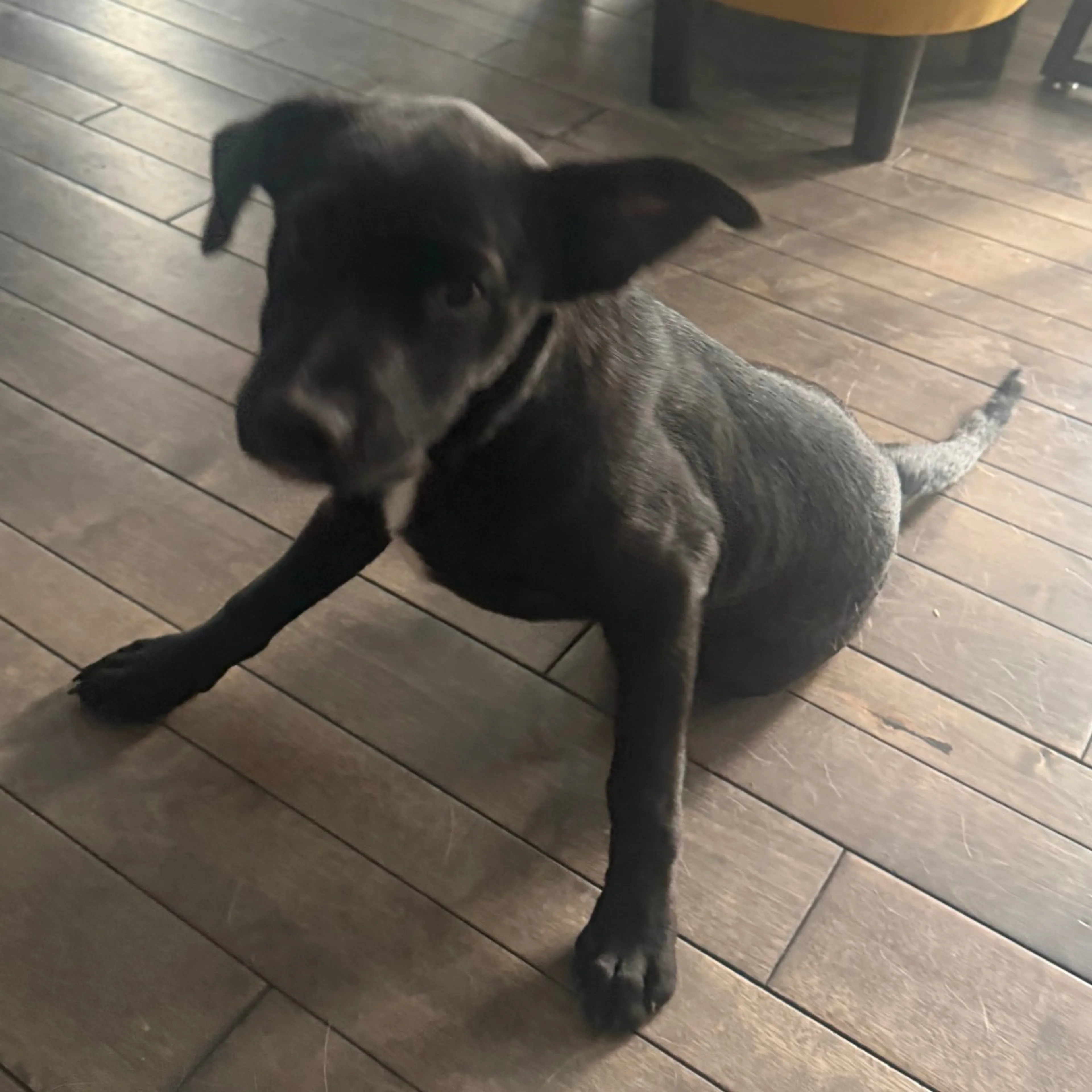 Found pet-7